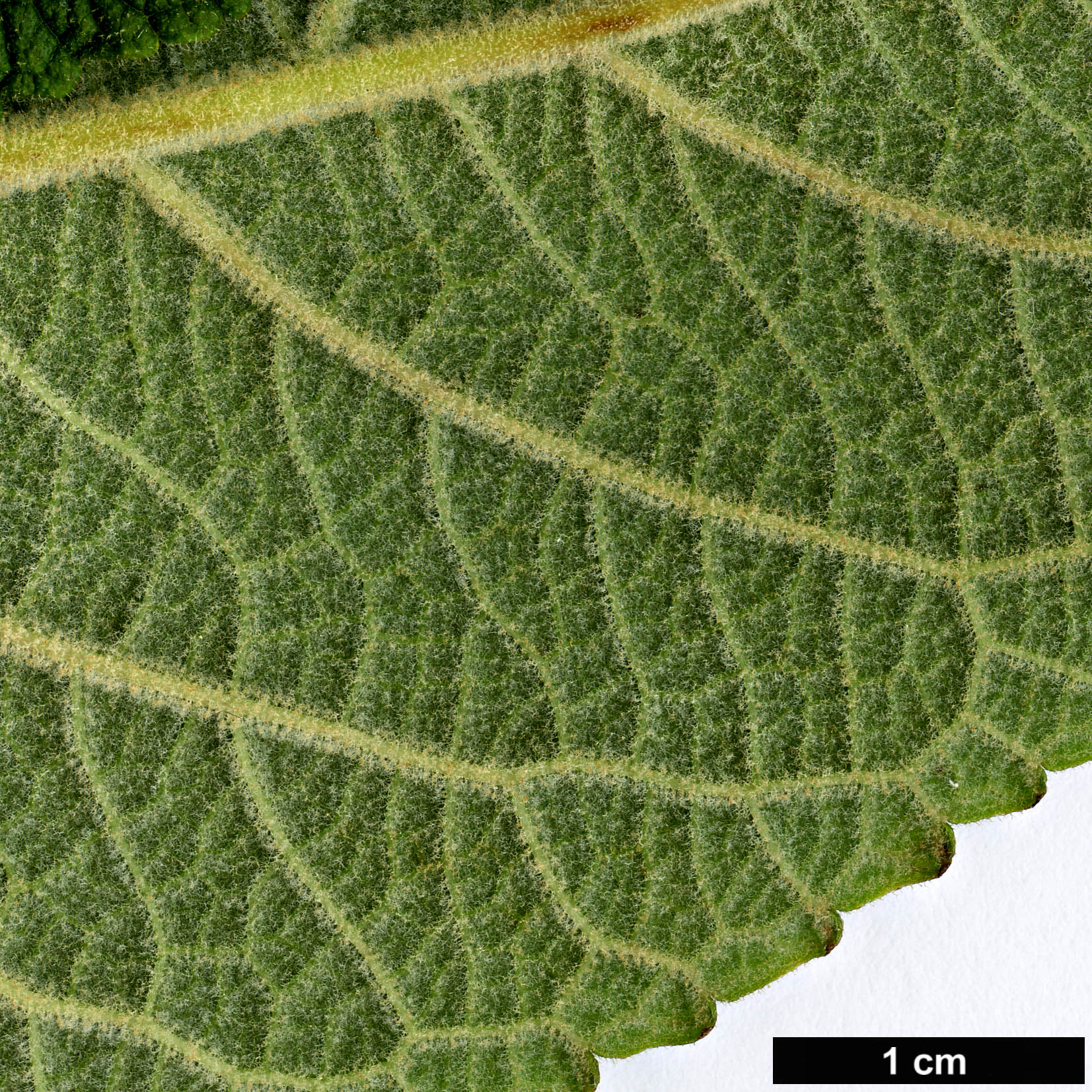 High resolution image: Family: Lamiaceae - Genus: Salvia - Taxon: karwinskii High resolution image: Family: Lamiaceae - Genus: Salvia - Taxon: karwinskii