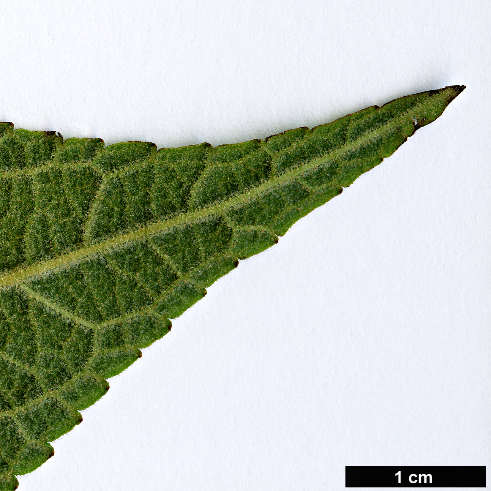 High resolution image: Family: Lamiaceae - Genus: Salvia - Taxon: karwinskii High resolution image: Family: Lamiaceae - Genus: Salvia - Taxon: karwinskii