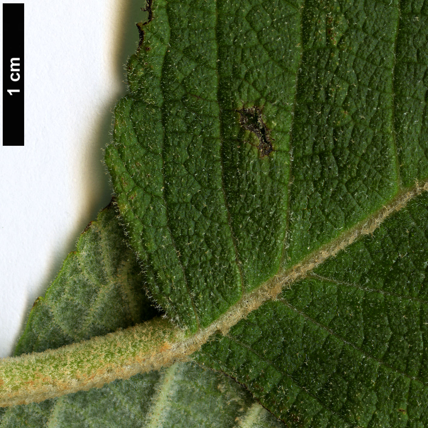 High resolution image: Family: Lamiaceae - Genus: Salvia - Taxon: karwinskii