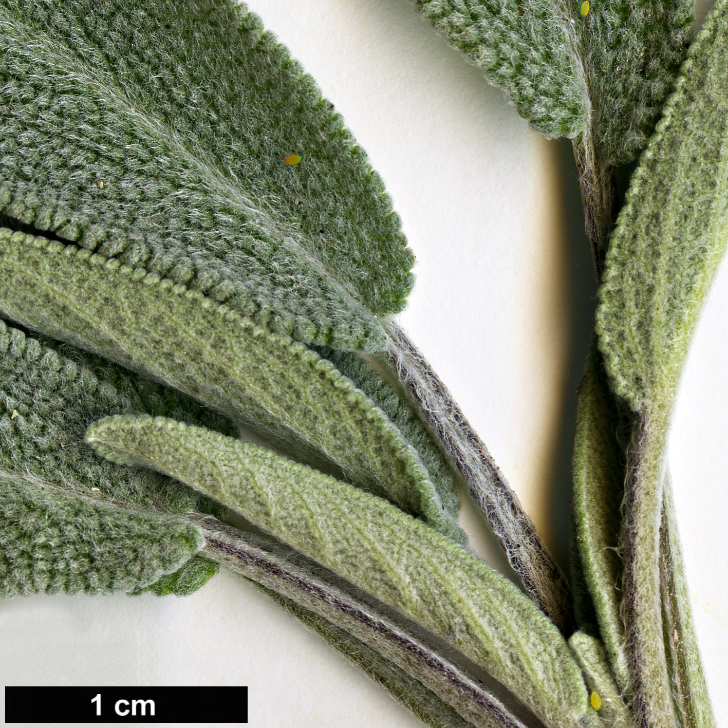 High resolution image: Family: Lamiaceae - Genus: Salvia - Taxon: officinalis