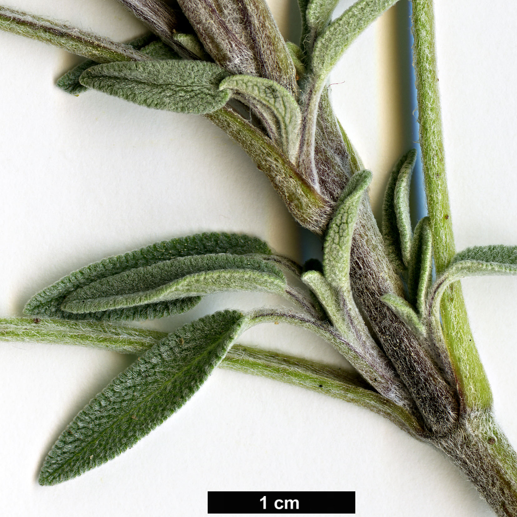 High resolution image: Family: Lamiaceae - Genus: Salvia - Taxon: officinalis