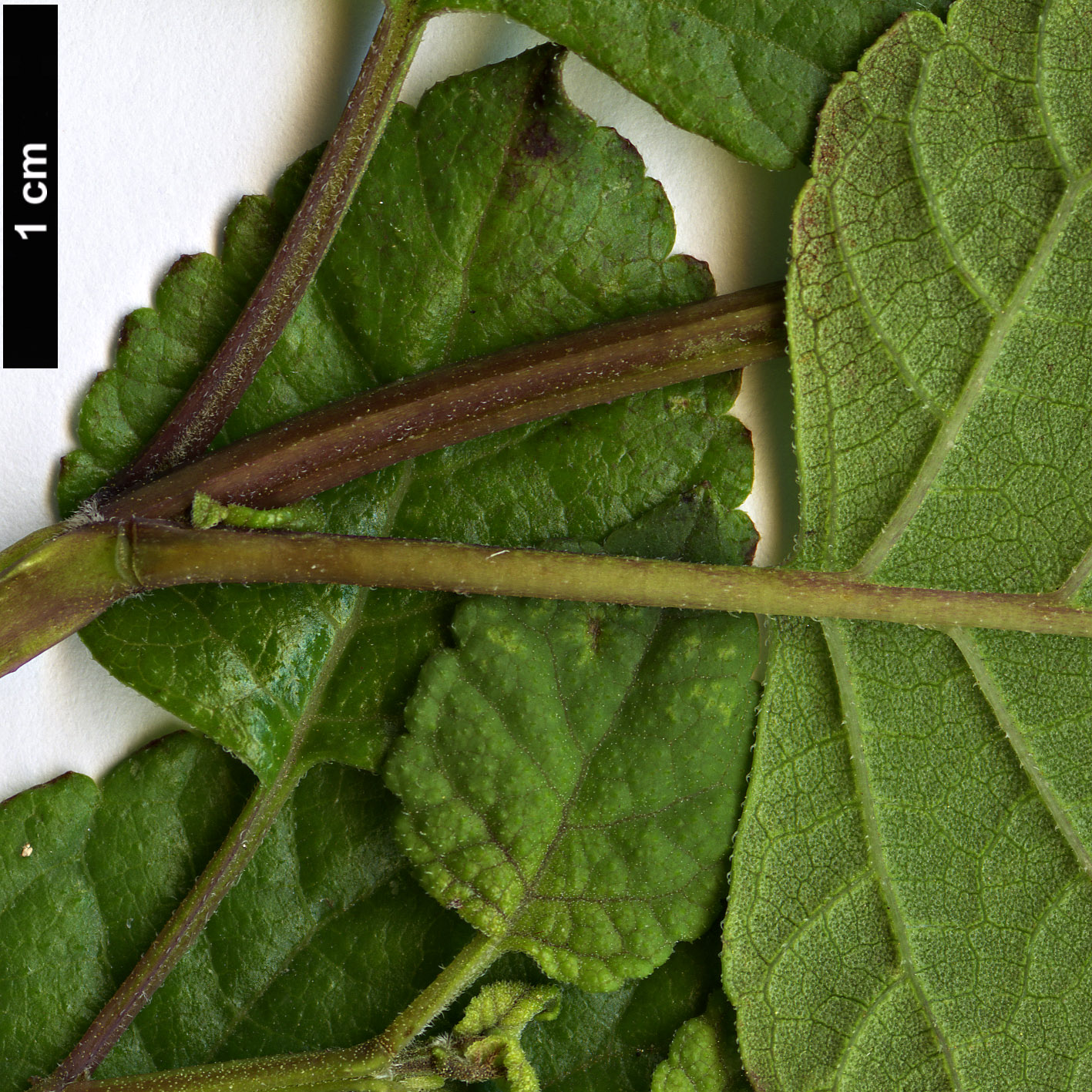 High resolution image: Family: Lamiaceae - Genus: Salvia - Taxon: regla