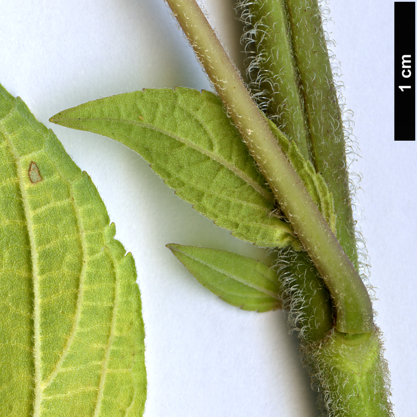 High resolution image: Family: Lamiaceae - Genus: Salvia - Taxon: rutilans High resolution image: Family: Lamiaceae - Genus: Salvia - Taxon: rutilans