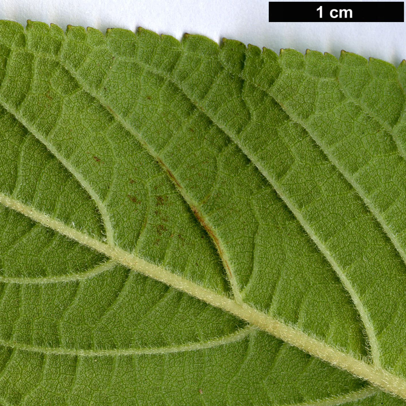High resolution image: Family: Lamiaceae - Genus: Salvia - Taxon: rutilans