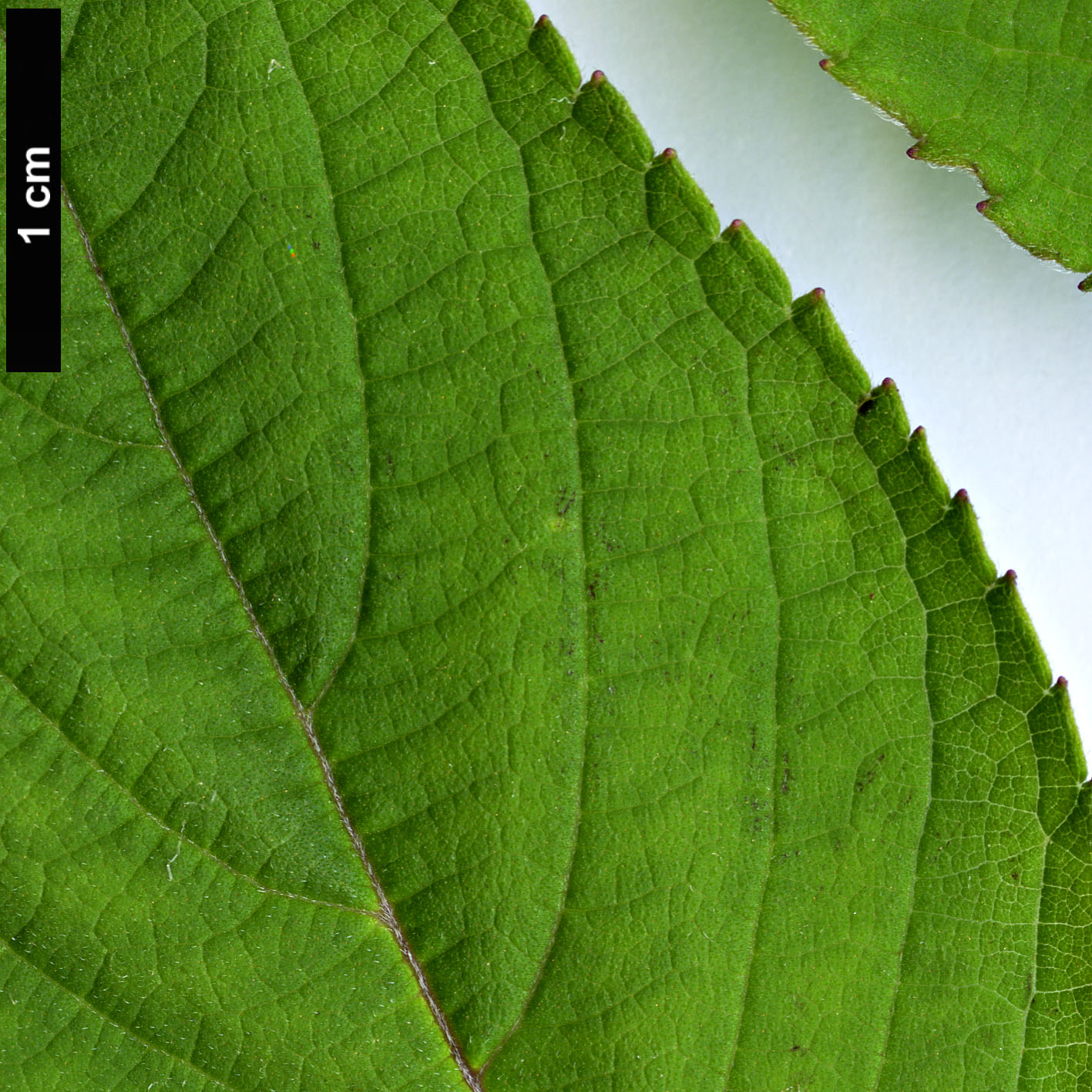 High resolution image: Family: Lamiaceae - Genus: Salvia - Taxon: rutilans