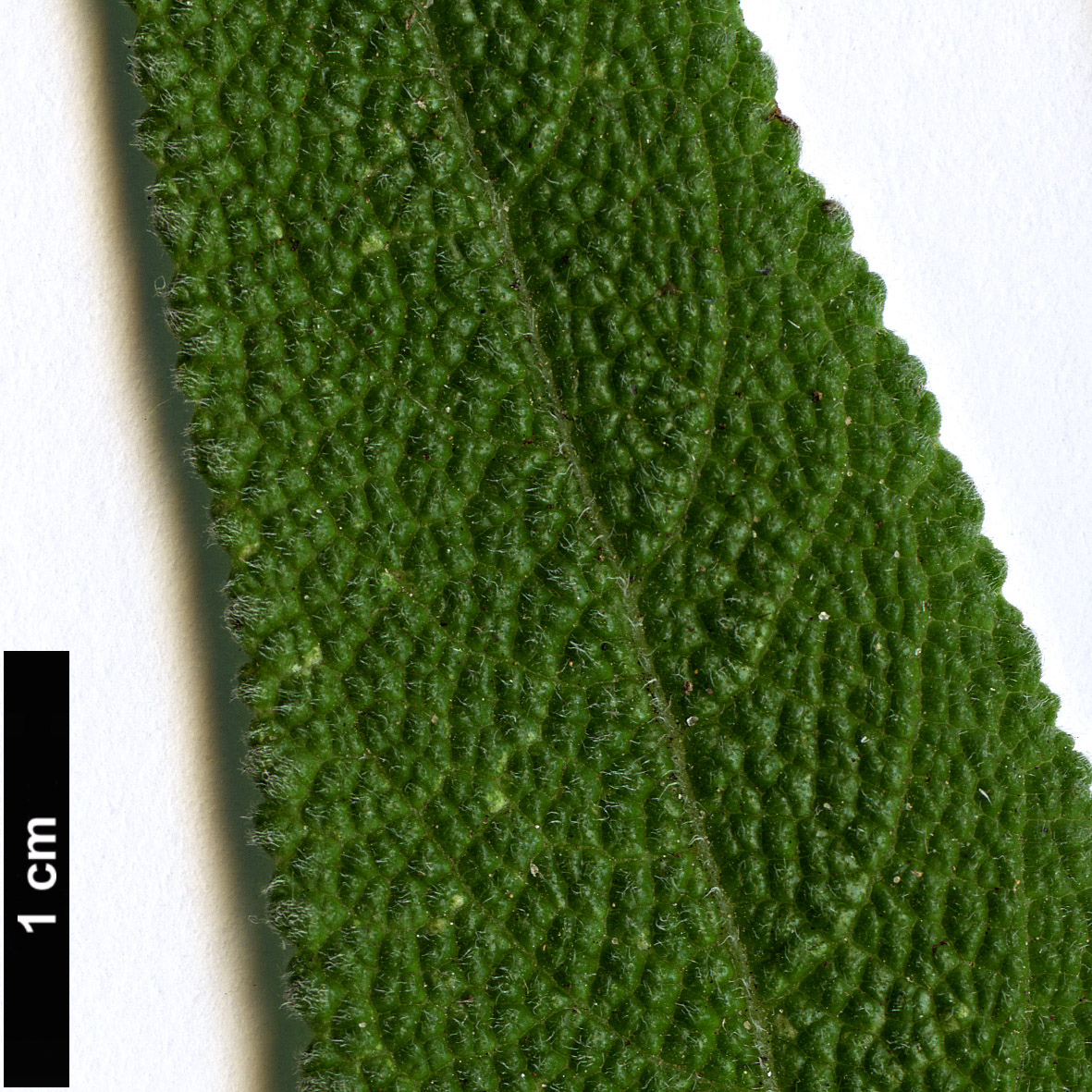 High resolution image: Family: Lamiaceae - Genus: Salvia - Taxon: sagittata