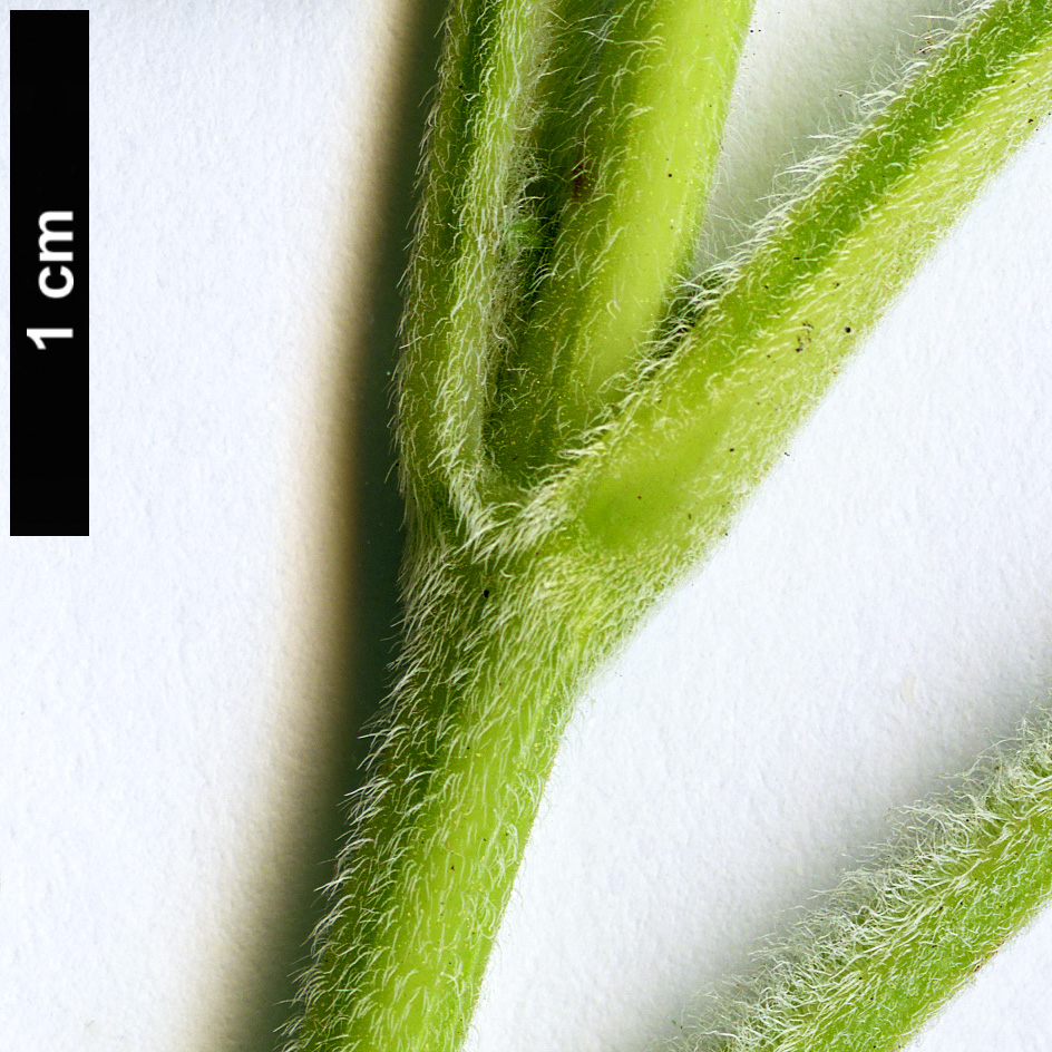 High resolution image: Family: Lamiaceae - Genus: Salvia - Taxon: sagittata