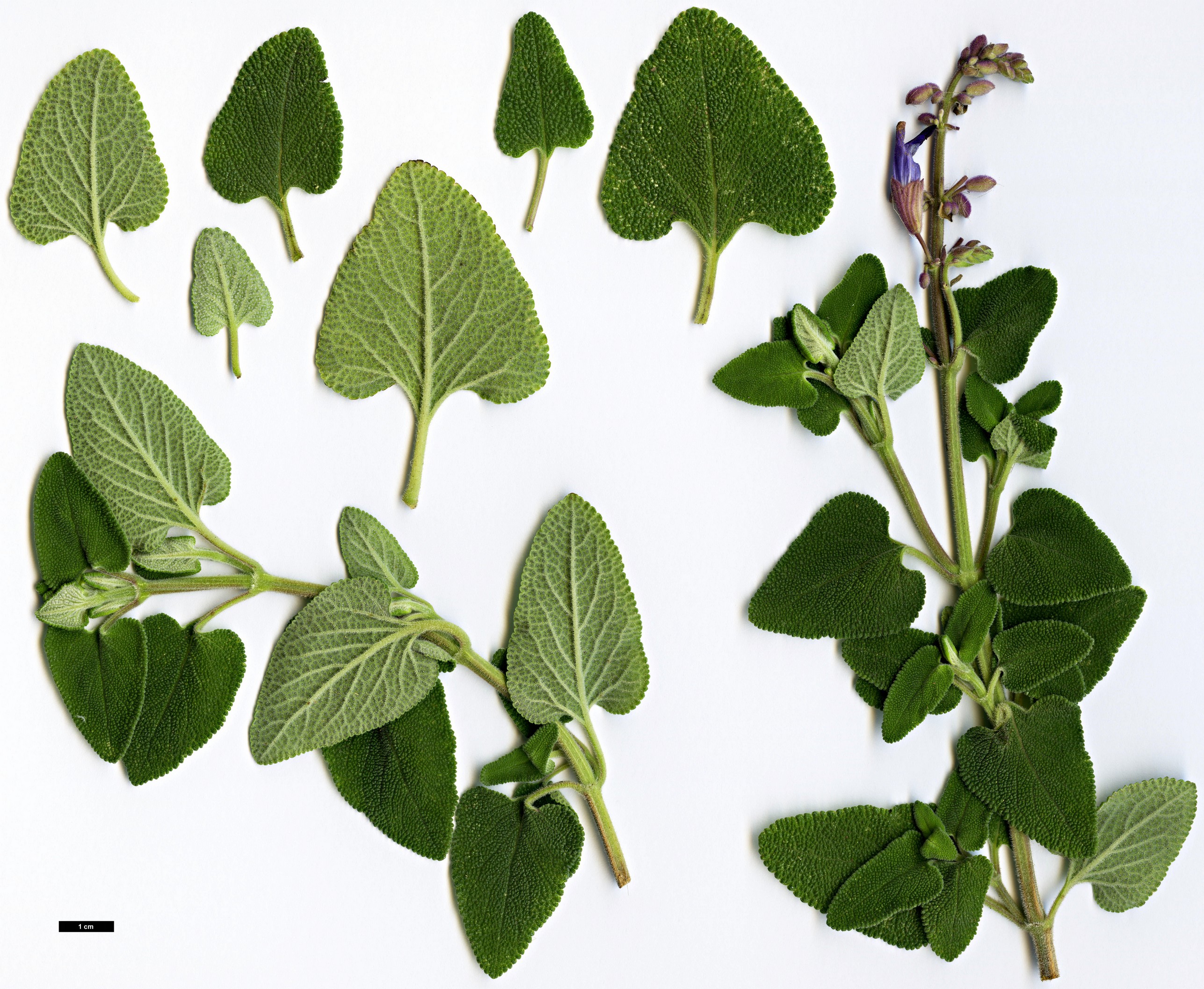 High resolution image: Family: Lamiaceae - Genus: Salvia - Taxon: semiatrata High resolution image: Family: Lamiaceae - Genus: Salvia - Taxon: semiatrata