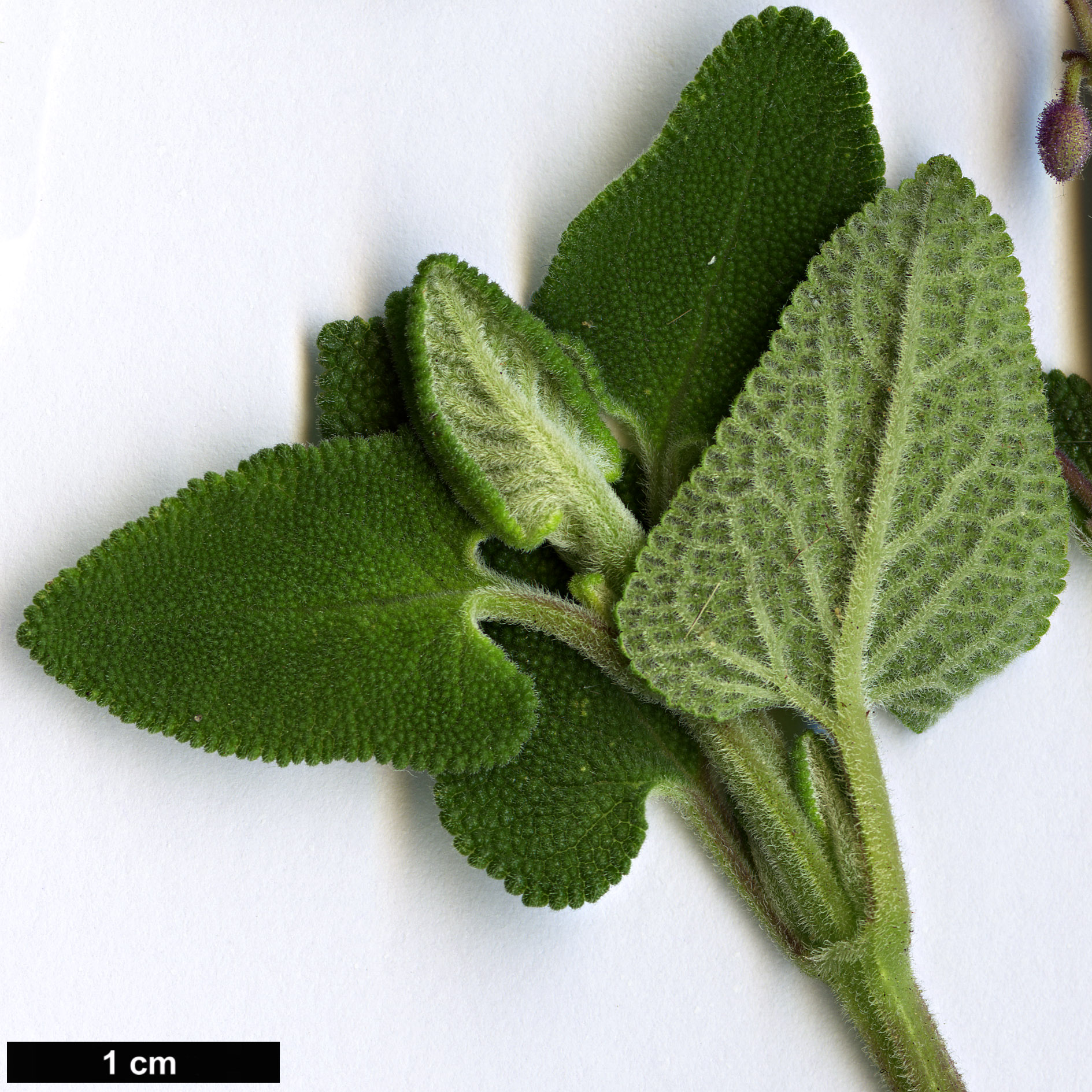 High resolution image: Family: Lamiaceae - Genus: Salvia - Taxon: semiatrata
