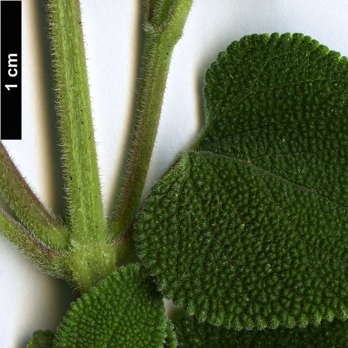 High resolution image: Family: Lamiaceae - Genus: Salvia - Taxon: semiatrata High resolution image: Family: Lamiaceae - Genus: Salvia - Taxon: semiatrata