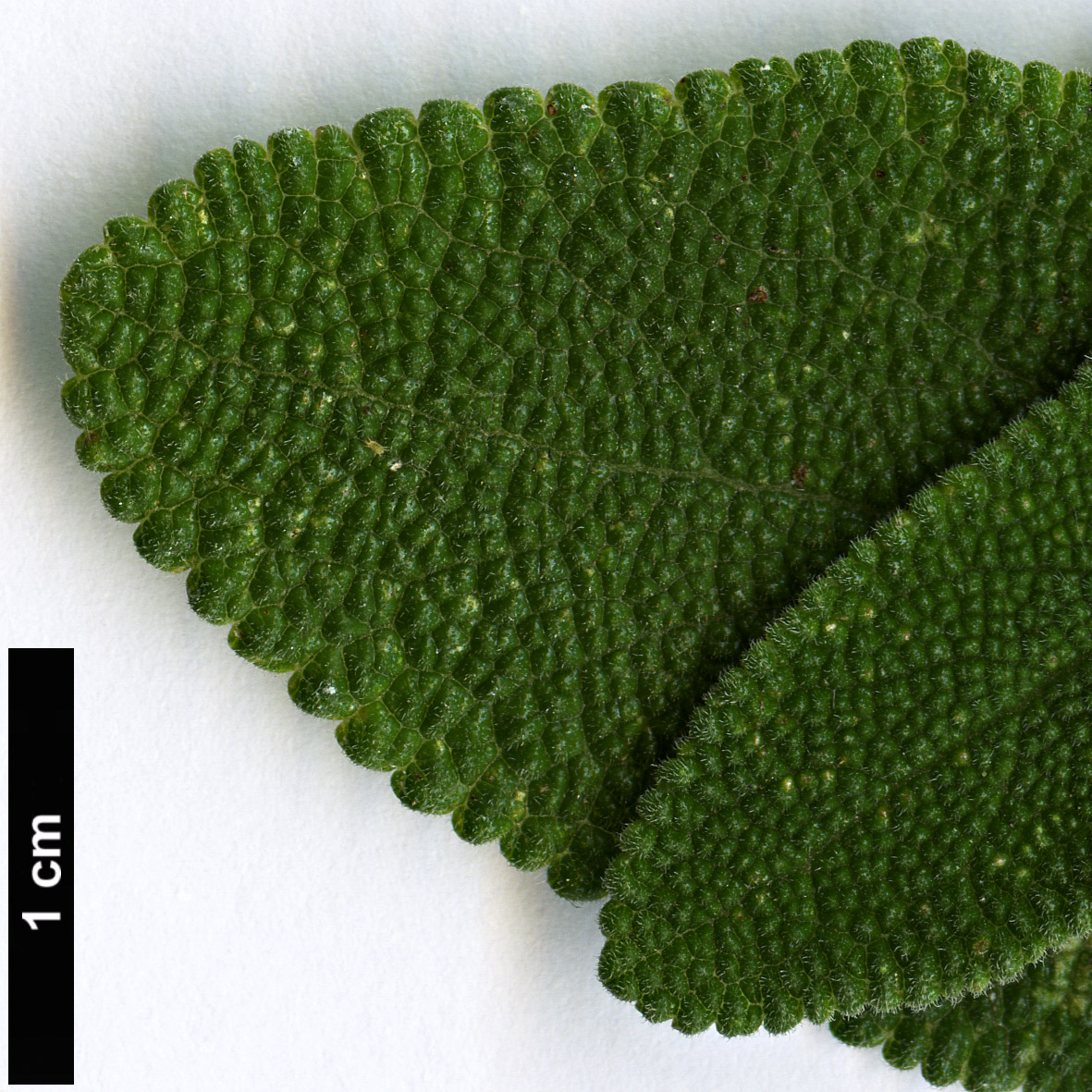 High resolution image: Family: Lamiaceae - Genus: Salvia - Taxon: semiatrata High resolution image: Family: Lamiaceae - Genus: Salvia - Taxon: semiatrata