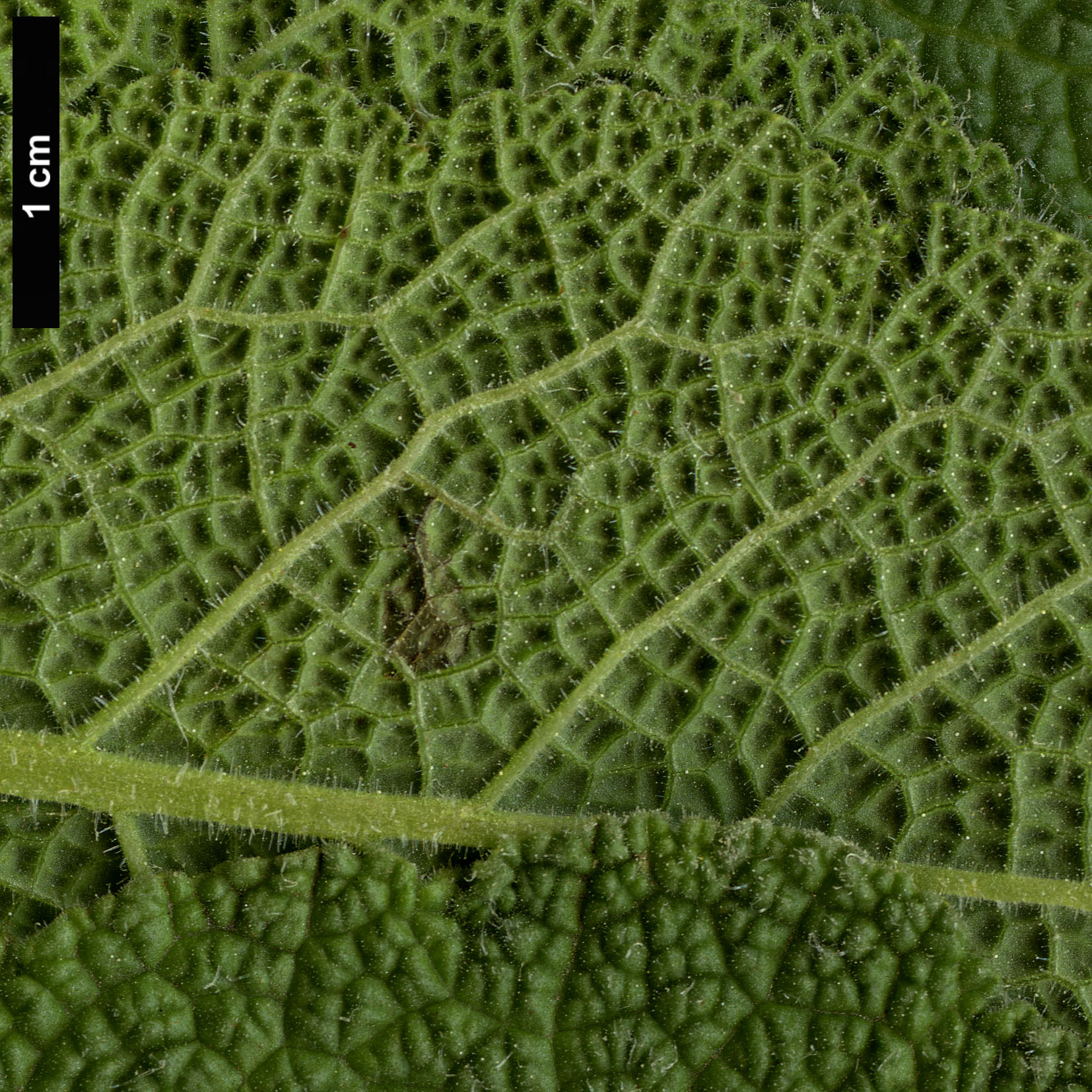 High resolution image: Family: Lamiaceae - Genus: Salvia - Taxon: tingitana