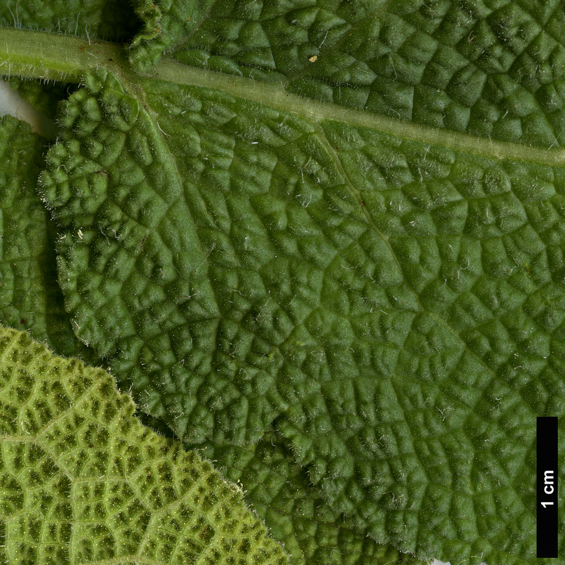 High resolution image: Family: Lamiaceae - Genus: Salvia - Taxon: tingitana