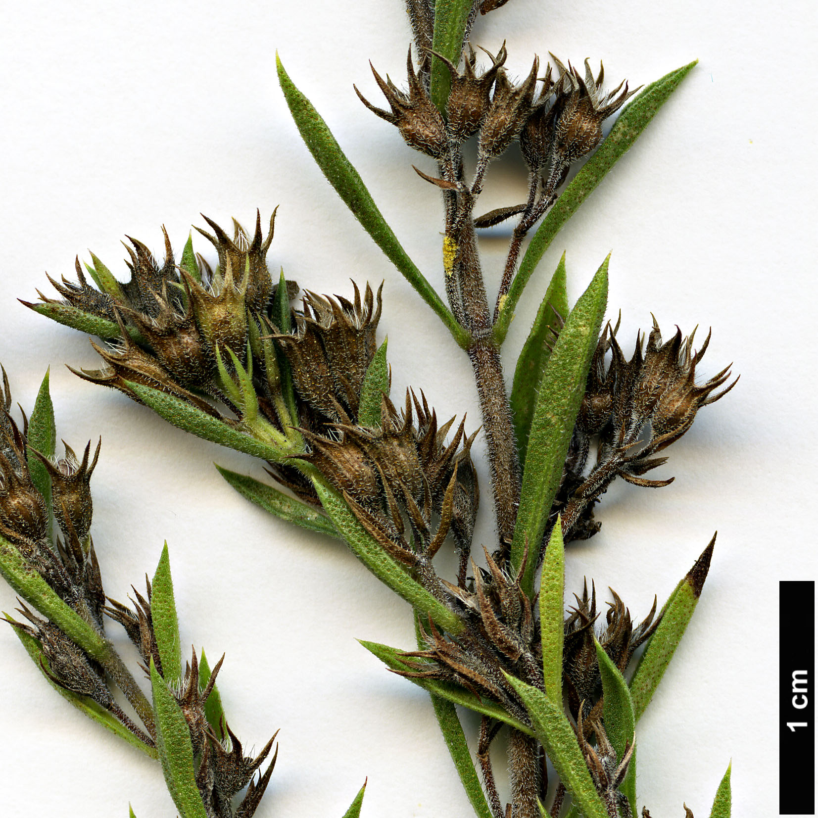High resolution image: Family: Lamiaceae - Genus: Satureja - Taxon: montana
