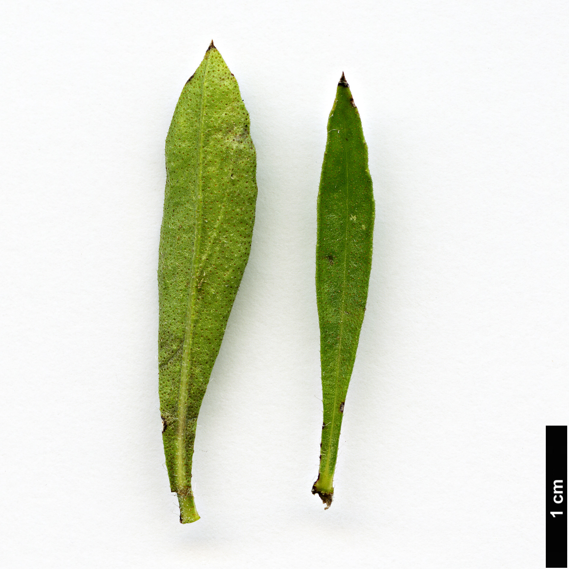 High resolution image: Family: Lamiaceae - Genus: Satureja - Taxon: montana