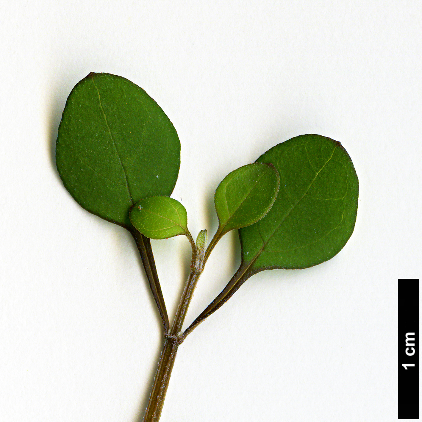 High resolution image: Family: Lamiaceae - Genus: Teucridium - Taxon: parvifolium