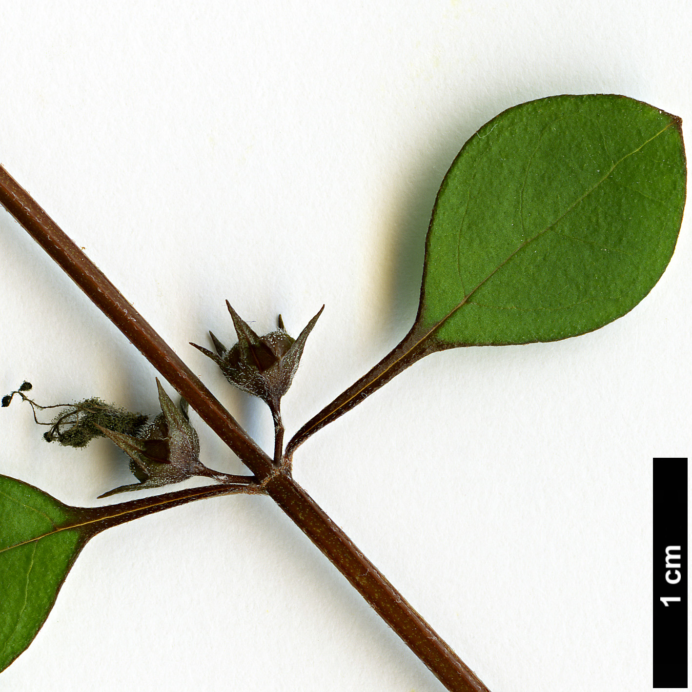 High resolution image: Family: Lamiaceae - Genus: Teucridium - Taxon: parvifolium