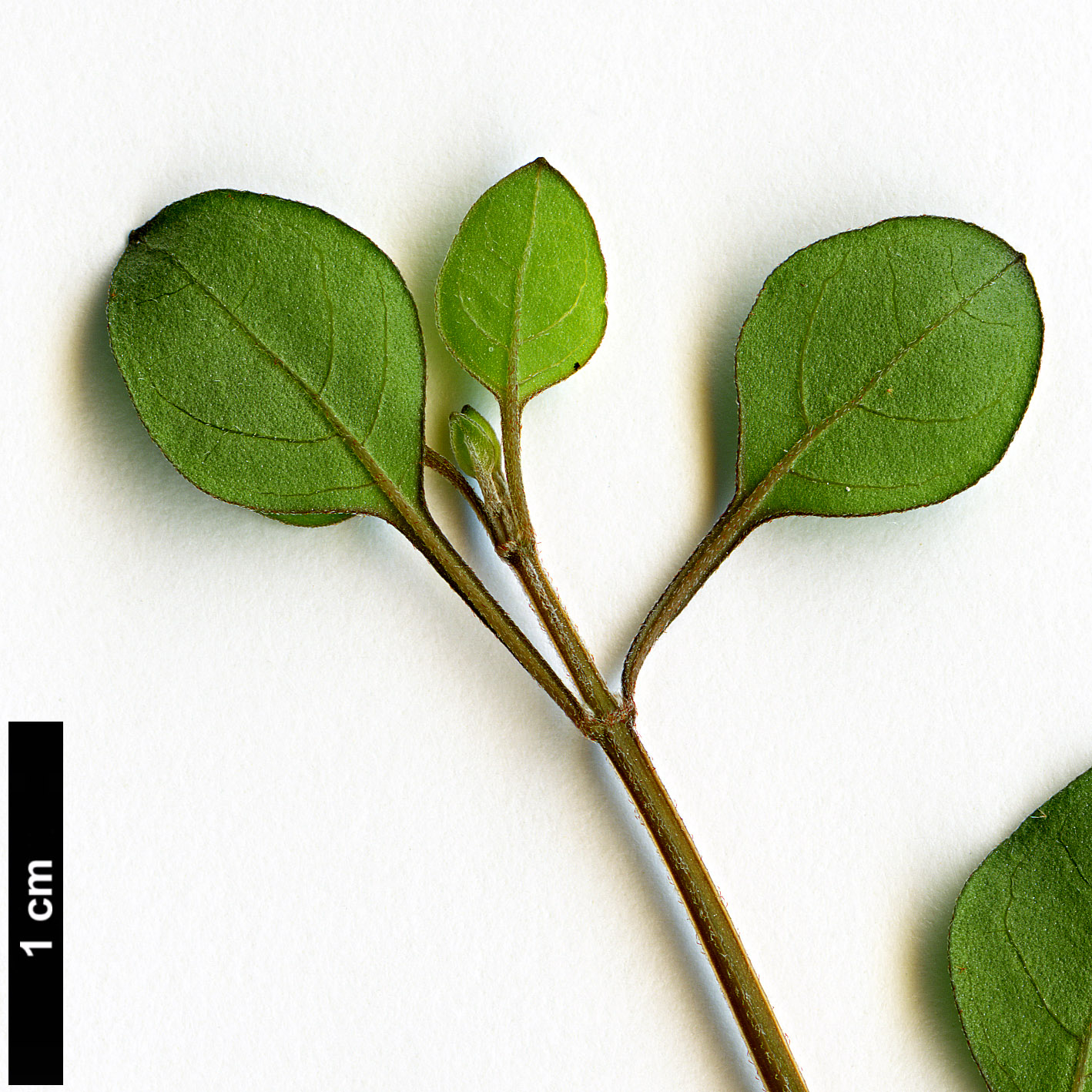 High resolution image: Family: Lamiaceae - Genus: Teucridium - Taxon: parvifolium