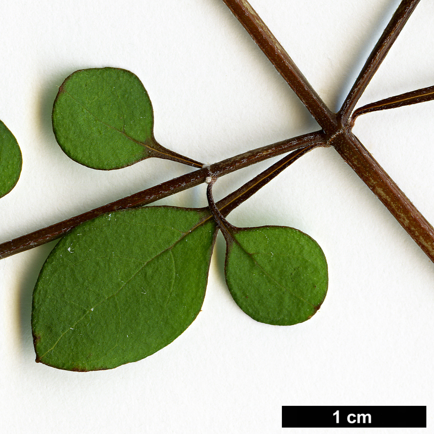 High resolution image: Family: Lamiaceae - Genus: Teucridium - Taxon: parvifolium