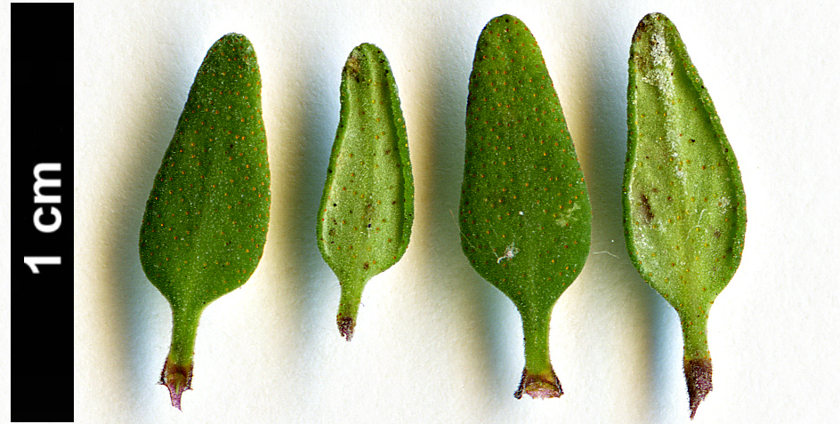 High resolution image: Family: Lamiaceae - Genus: Thymus - Taxon: pulegioides