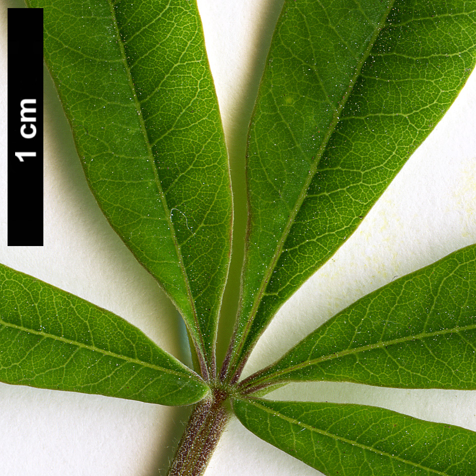 High resolution image: Family: Lamiaceae - Genus: Vitex - Taxon: agnus-castus
