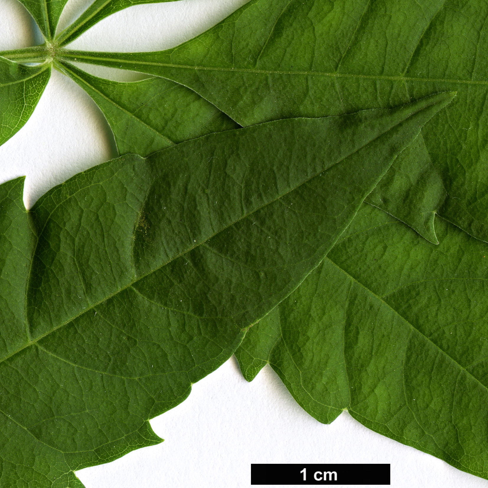 High resolution image: Family: Lamiaceae - Genus: Vitex - Taxon: negundo