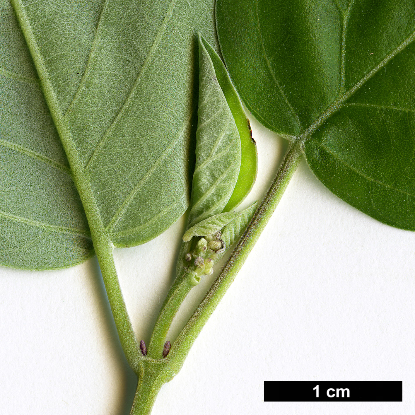 High resolution image: Family: Lamiaceae - Genus: Vitex - Taxon: rotundifolium