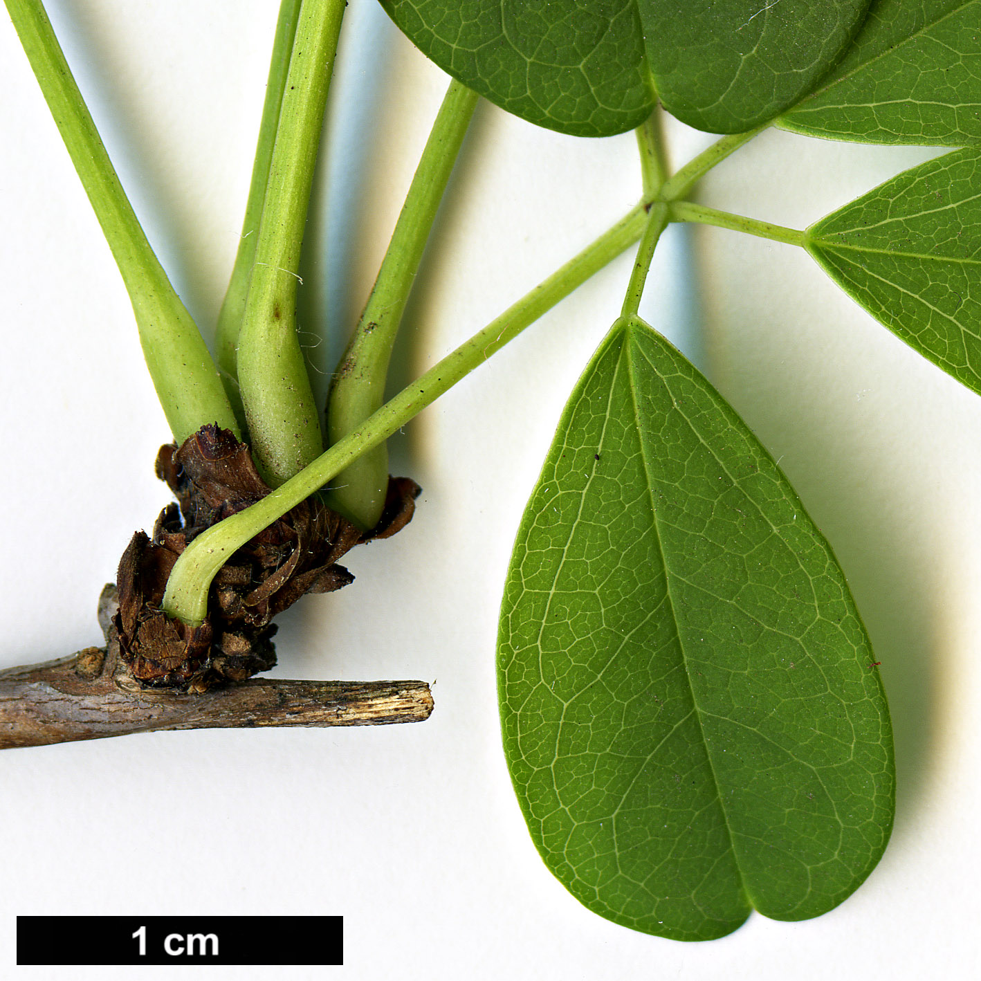 High resolution image: Family: Lardizabalaceae - Genus: Akebia - Taxon: quinata