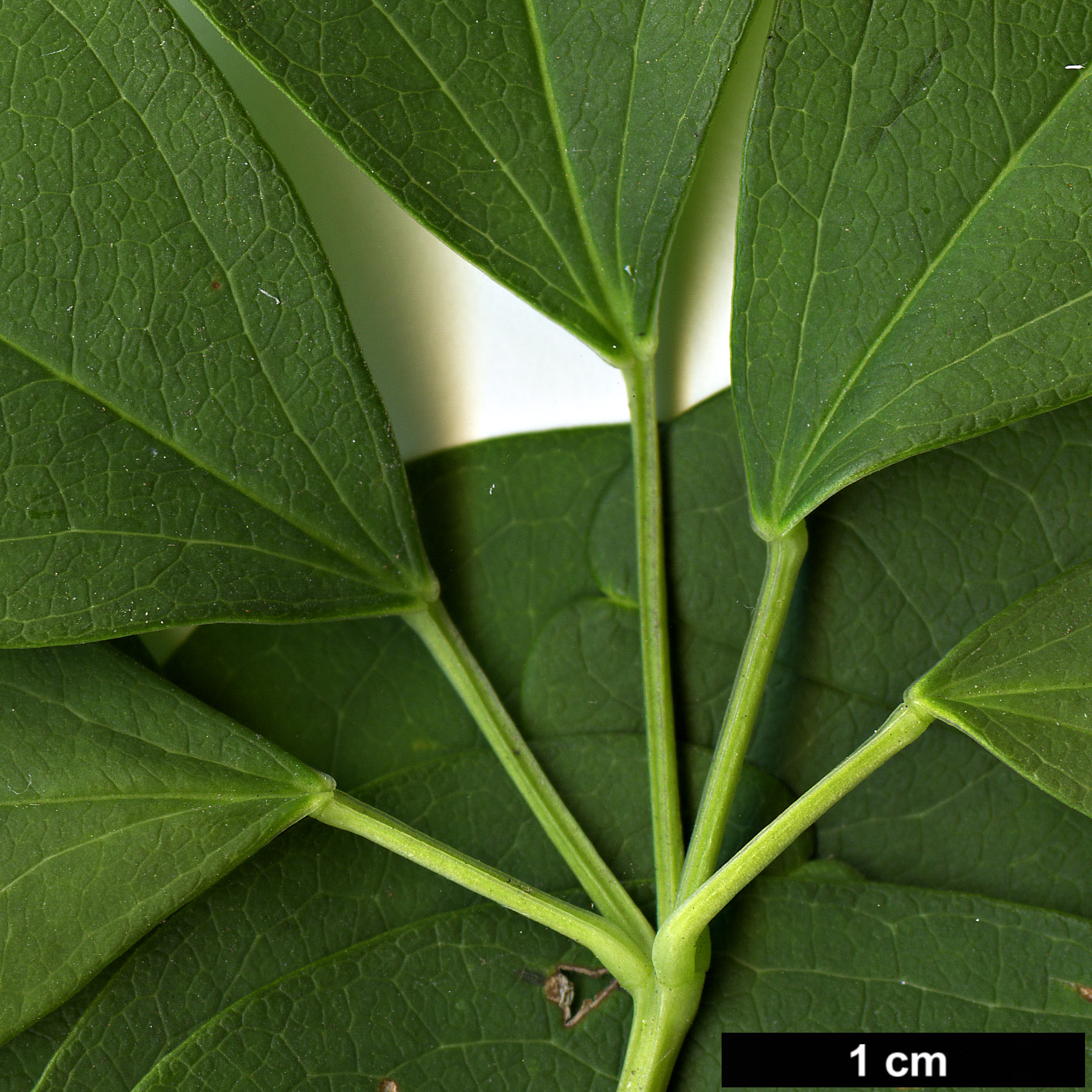 High resolution image: Family: Lardizabalaceae - Genus: Akebia - Taxon: quinata