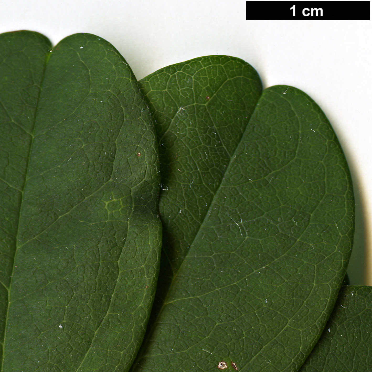 High resolution image: Family: Lardizabalaceae - Genus: Akebia - Taxon: quinata