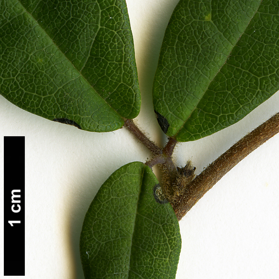 High resolution image: Family: Lardizabalaceae - Genus: Boquila - Taxon: trifoliolata