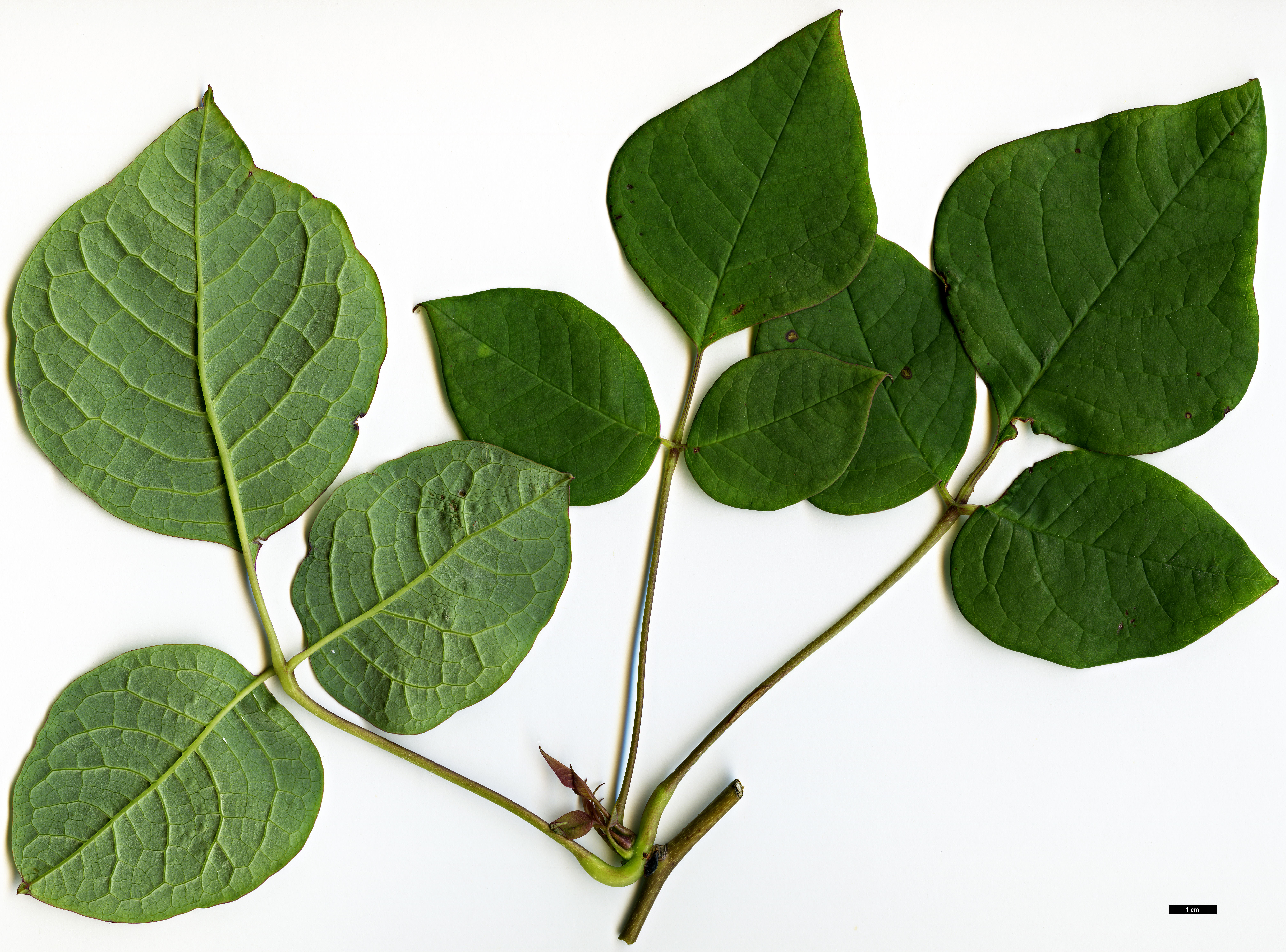 High resolution image: Family: Lardizabalaceae - Genus: Sinofranchetia - Taxon: chinensis High resolution image: Family: Lardizabalaceae - Genus: Sinofranchetia - Taxon: chinensis