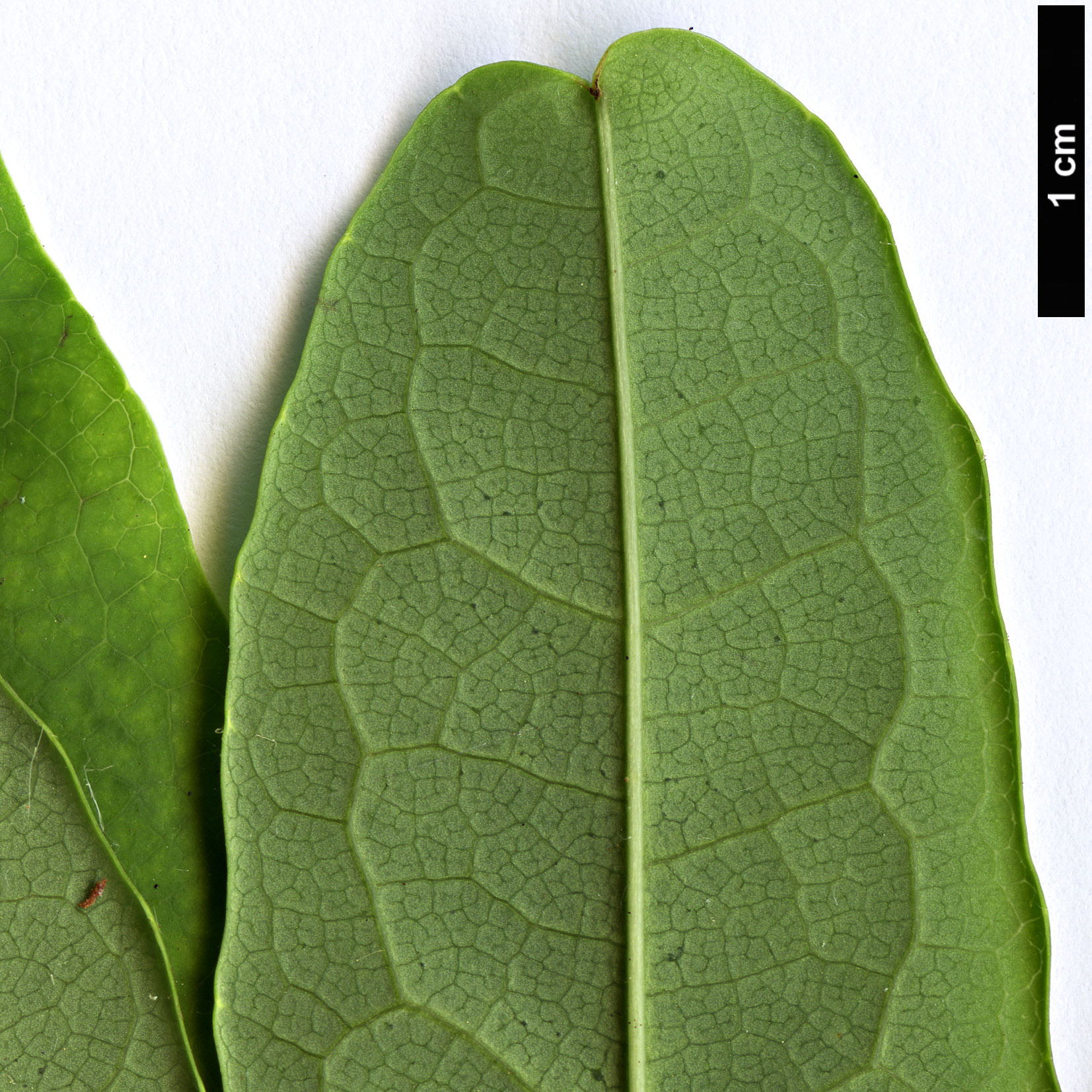 High resolution image: Family: Lardizabalaceae - Genus: Stauntonia - Taxon: angustifolia