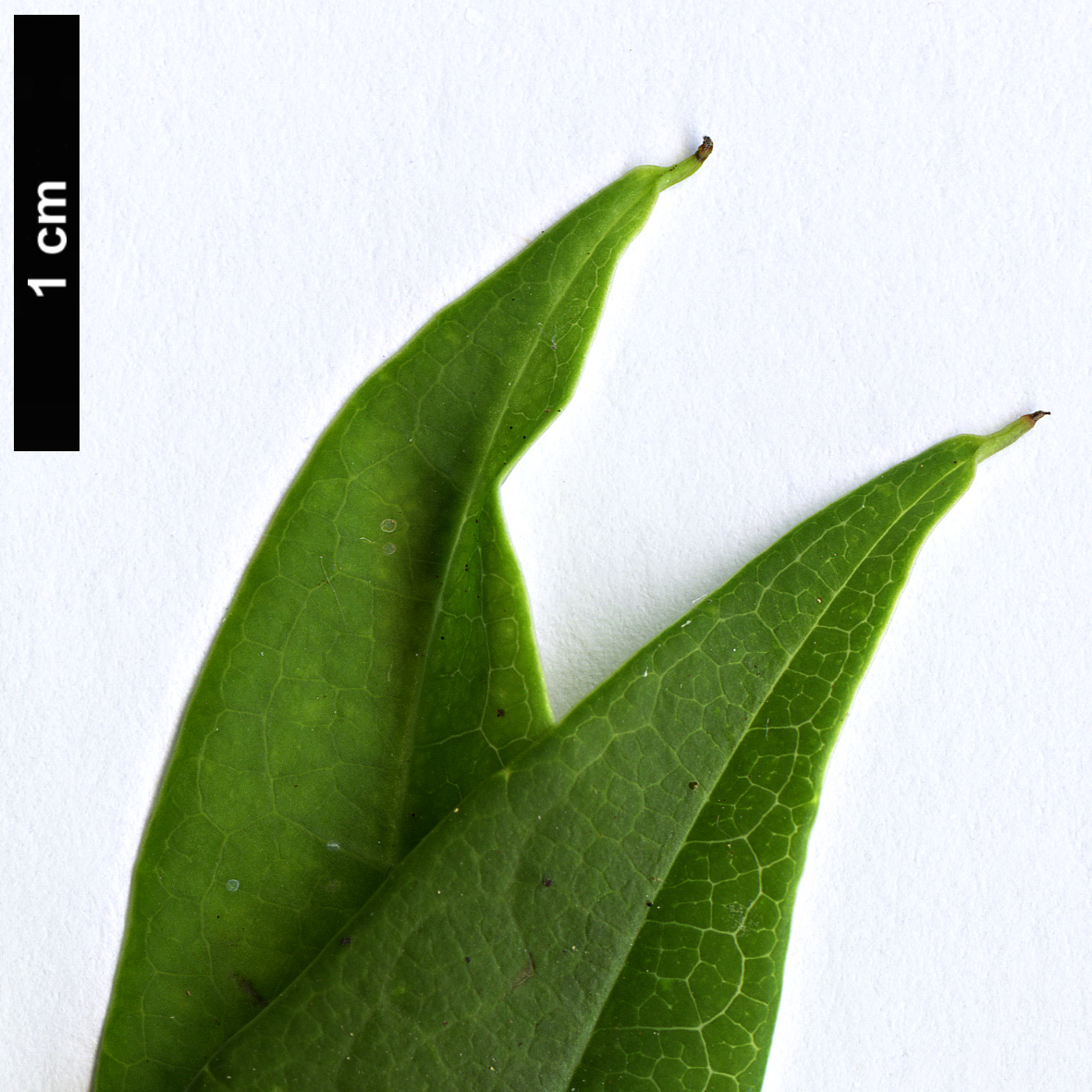 High resolution image: Family: Lardizabalaceae - Genus: Stauntonia - Taxon: angustifolia