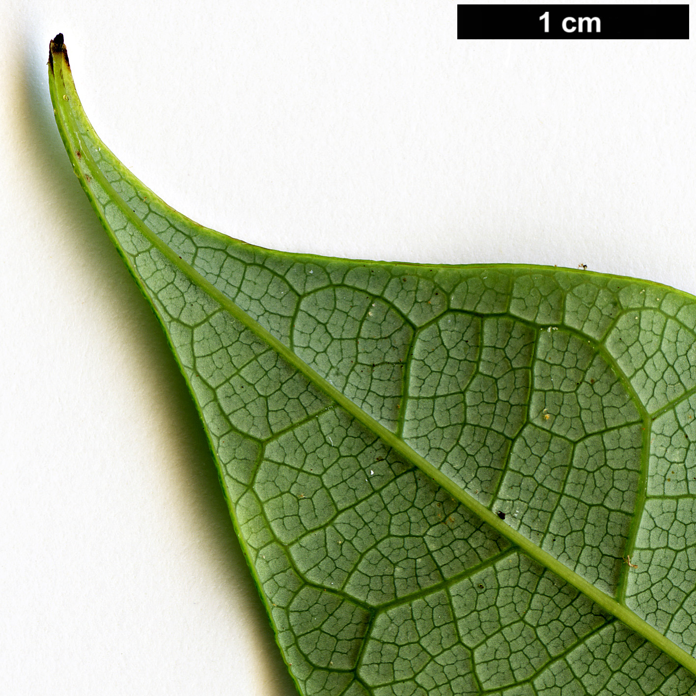 High resolution image: Family: Lardizabalaceae - Genus: Stauntonia - Taxon: chapaensis