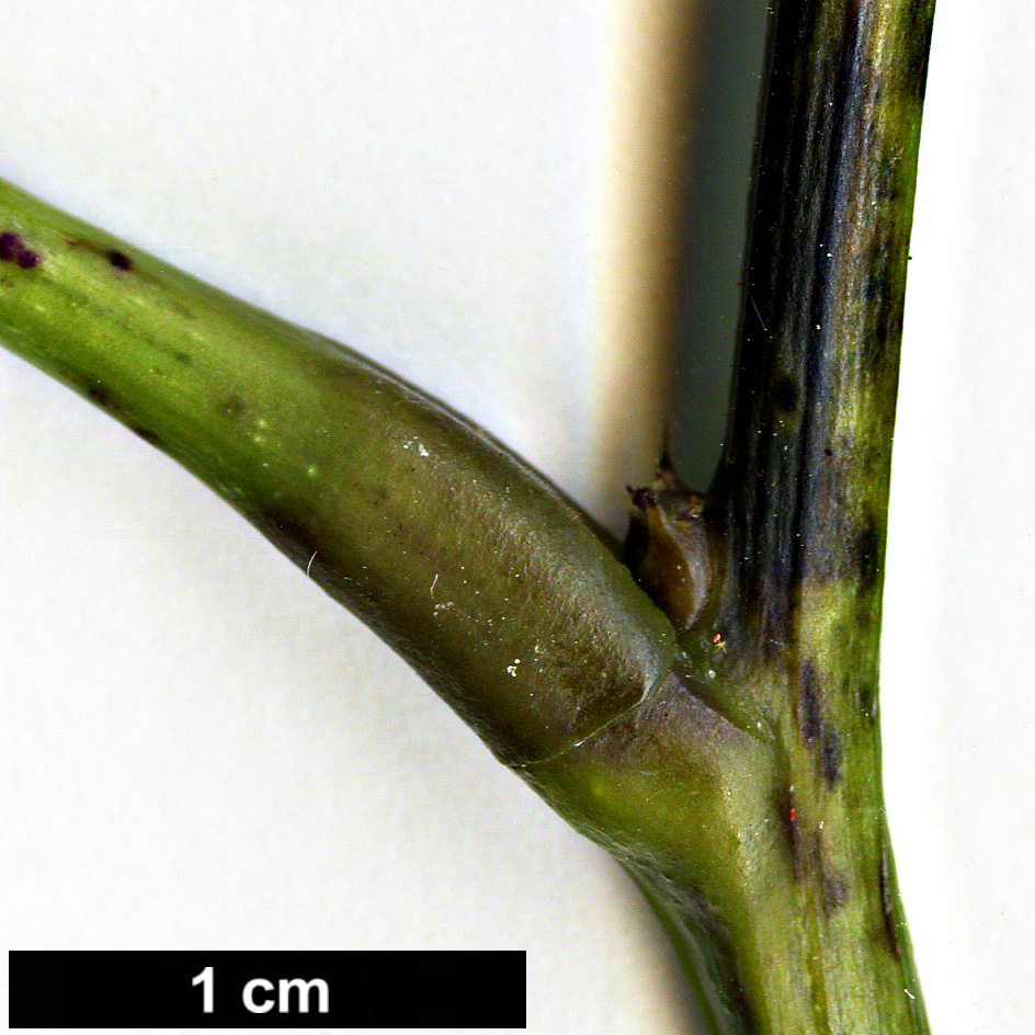 High resolution image: Family: Lardizabalaceae - Genus: Stauntonia - Taxon: chapaensis