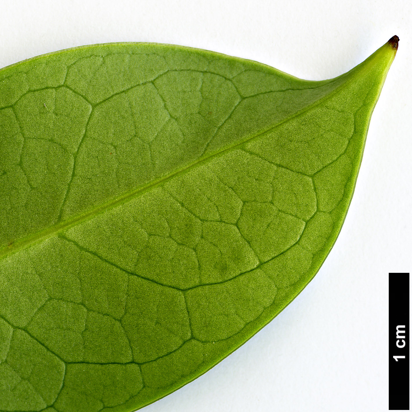 High resolution image: Family: Lardizabalaceae - Genus: Stauntonia - Taxon: coriacea