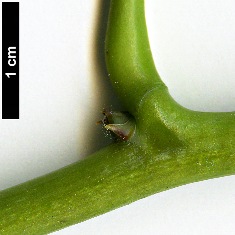 High resolution image: Family: Lardizabalaceae - Genus: Stauntonia - Taxon: hexaphylla