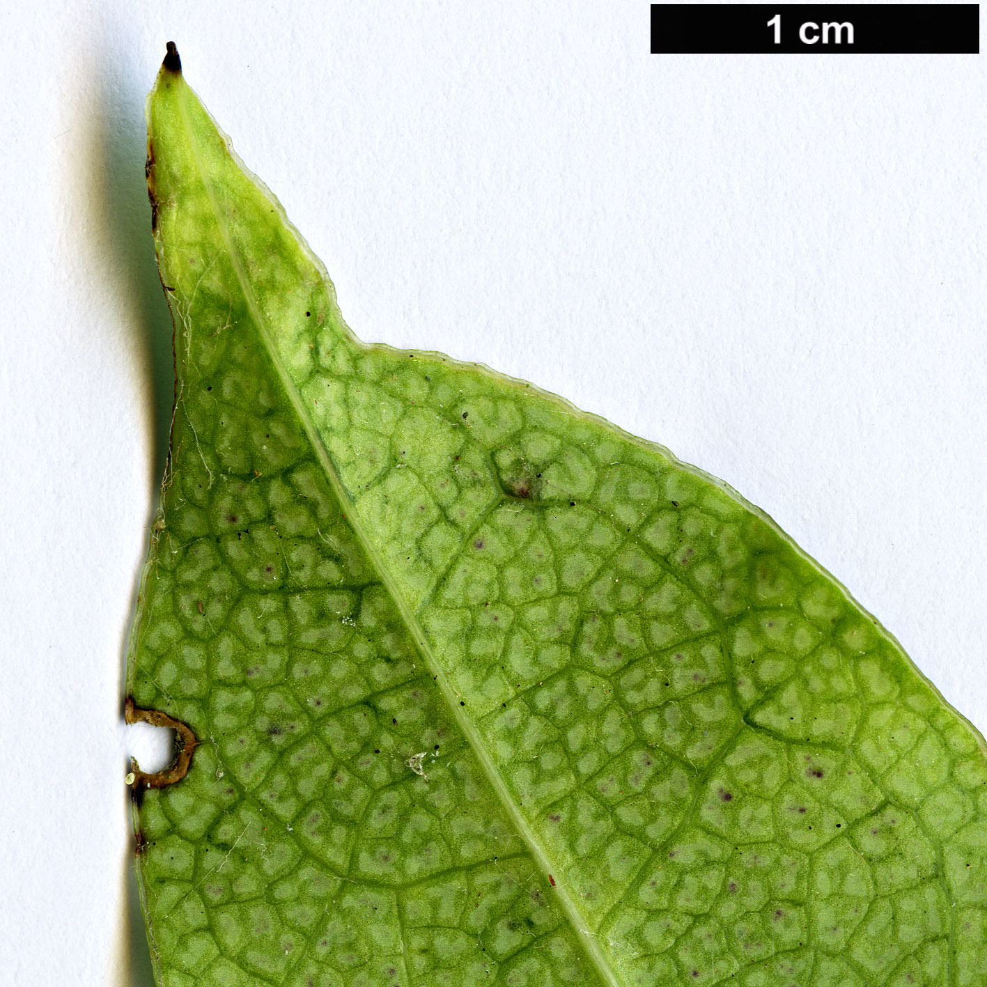 High resolution image: Family: Lardizabalaceae - Genus: Stauntonia - Taxon: purpurea