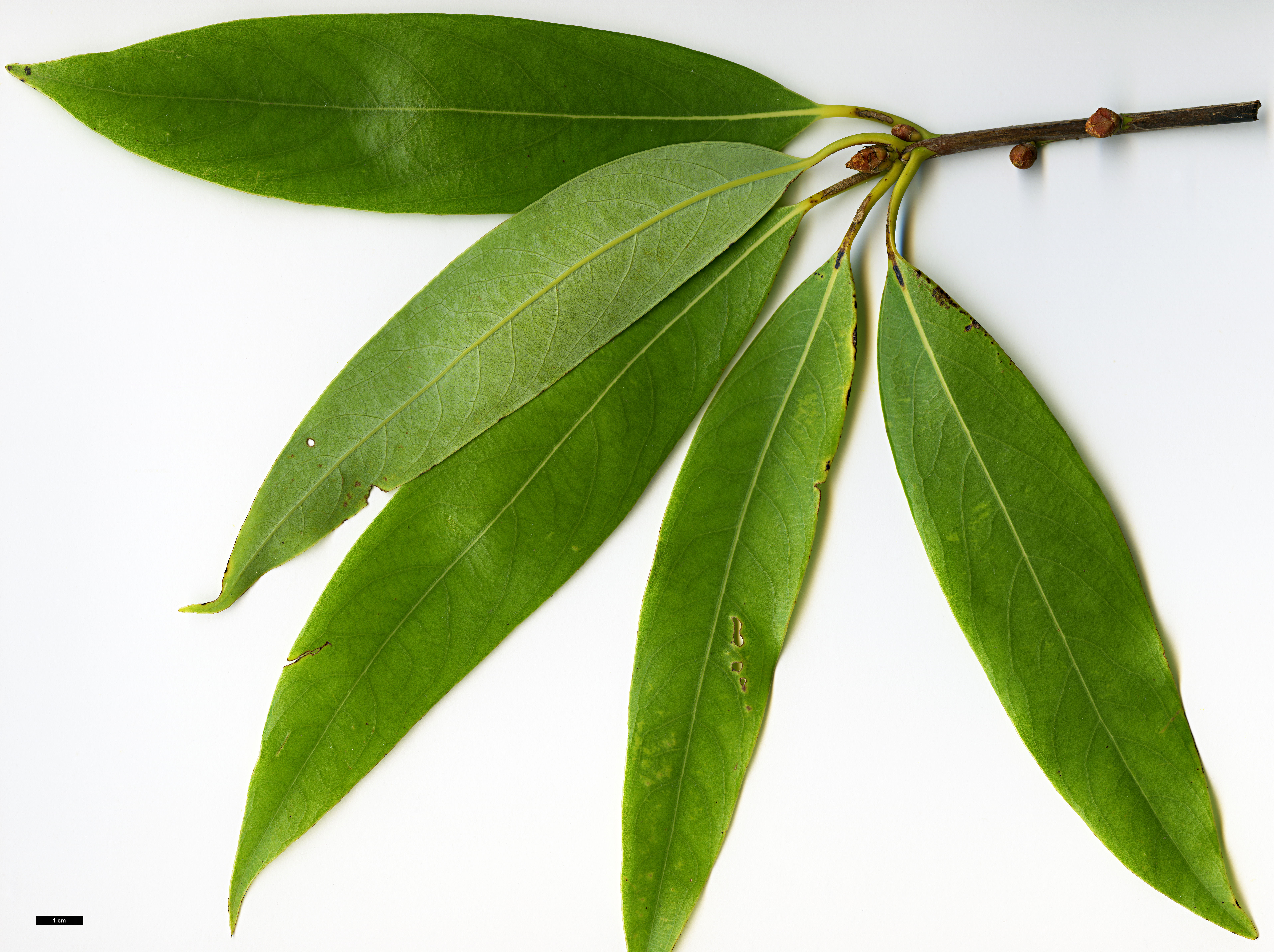 High resolution image: Family: Lauraceae - Genus: Actinodaphne - Taxon: omeiensis