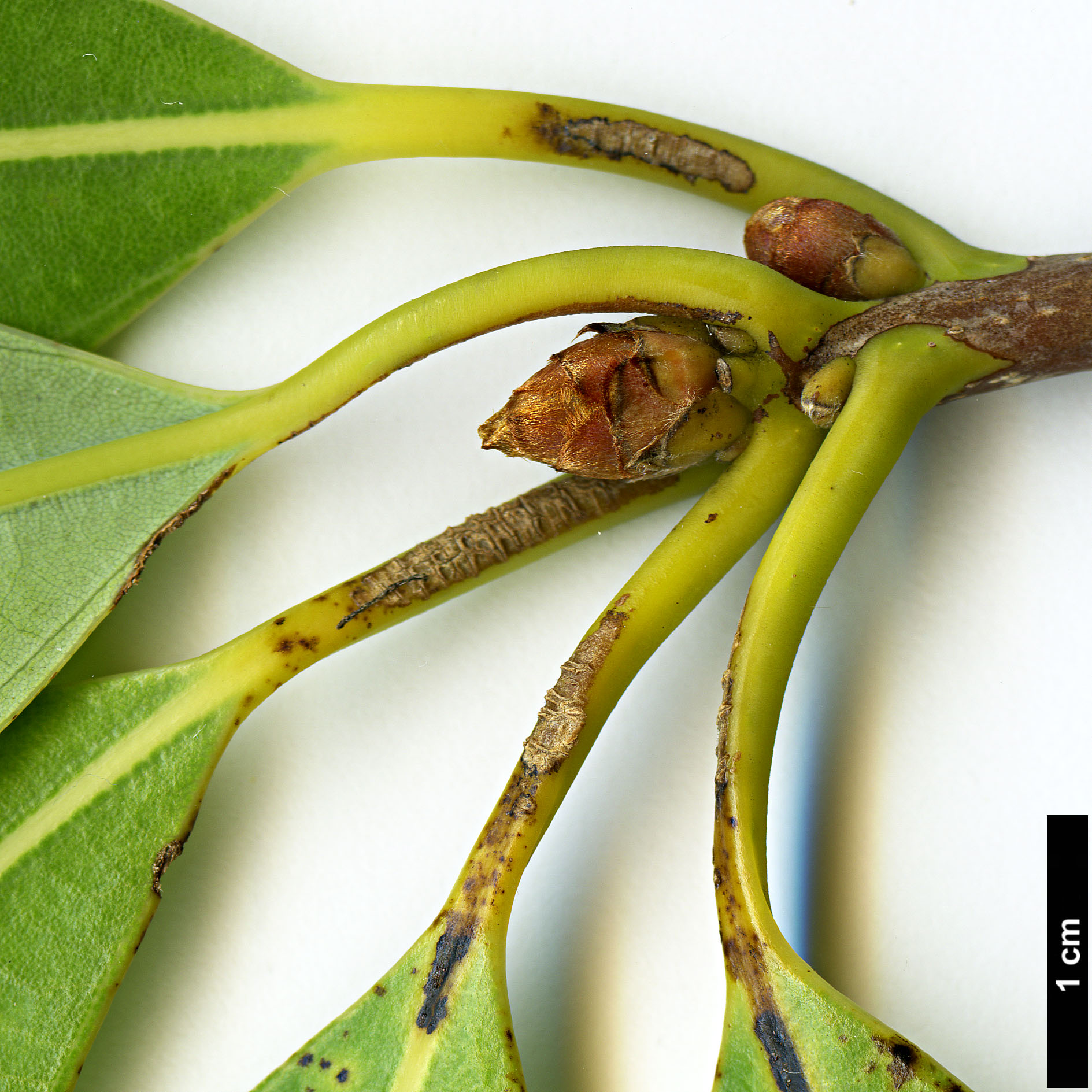 High resolution image: Family: Lauraceae - Genus: Actinodaphne - Taxon: omeiensis