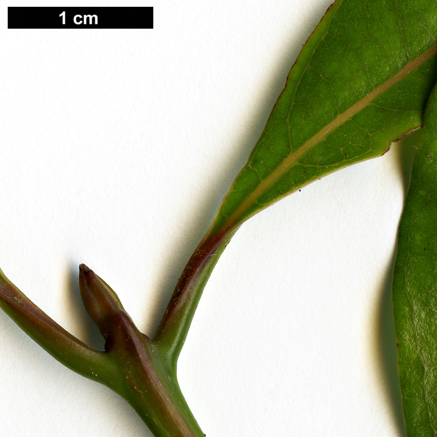 High resolution image: Family: Lauraceae - Genus: Beilschmiedia - Taxon: erythrophloia