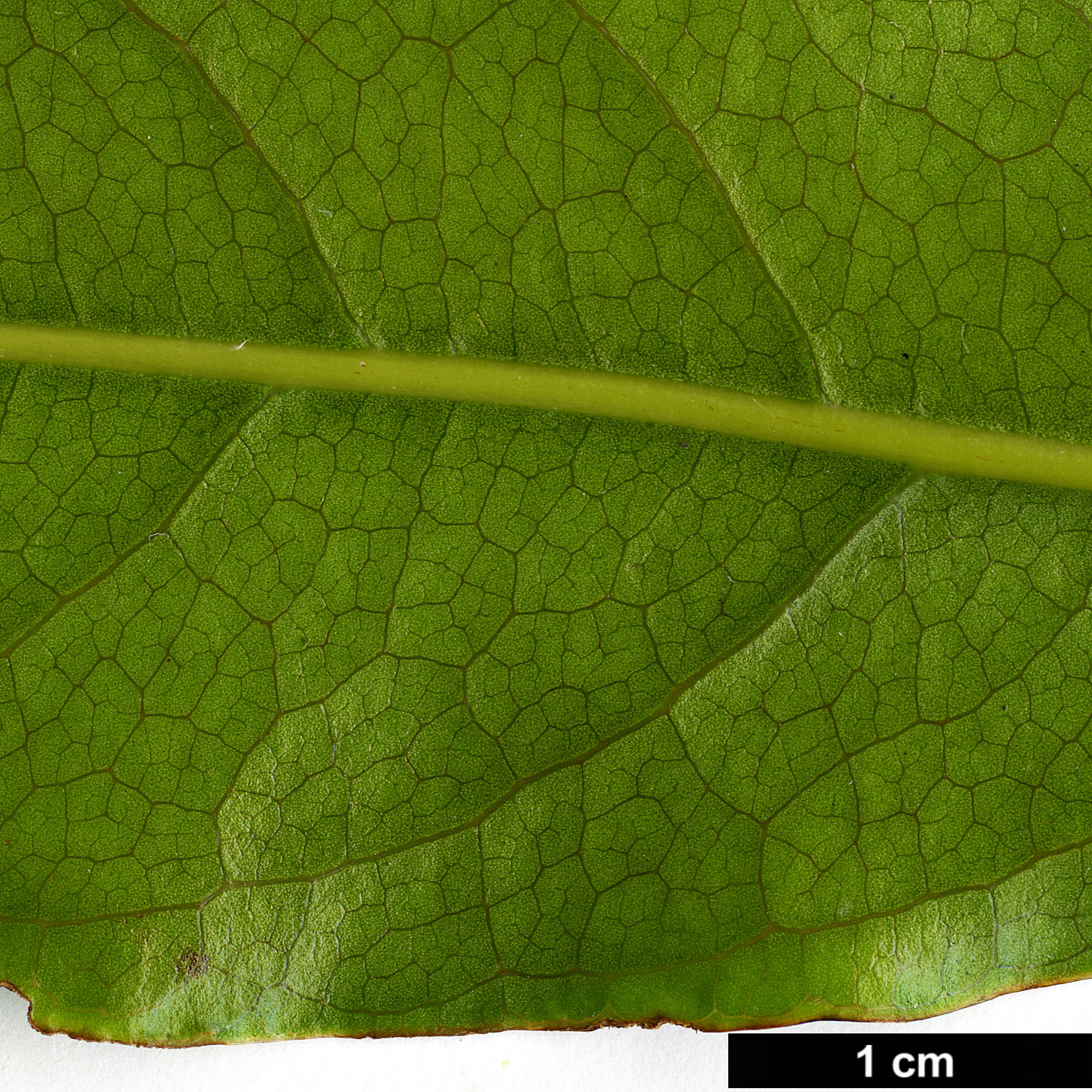 High resolution image: Family: Lauraceae - Genus: Beilschmiedia - Taxon: erythrophloia