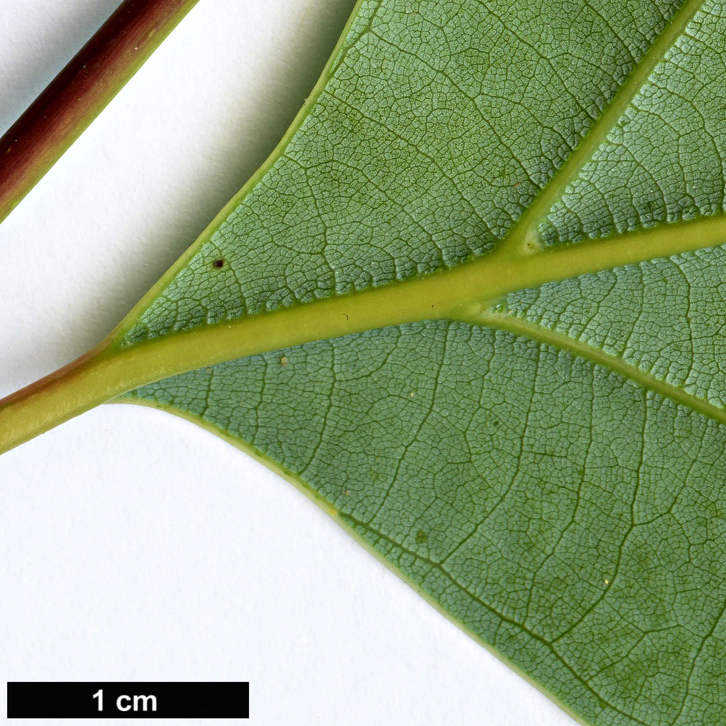 High resolution image: Family: Lauraceae - Genus: Cinnamomum - Taxon: camphora