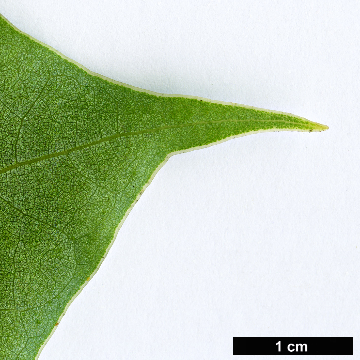 High resolution image: Family: Lauraceae - Genus: Cinnamomum - Taxon: camphora