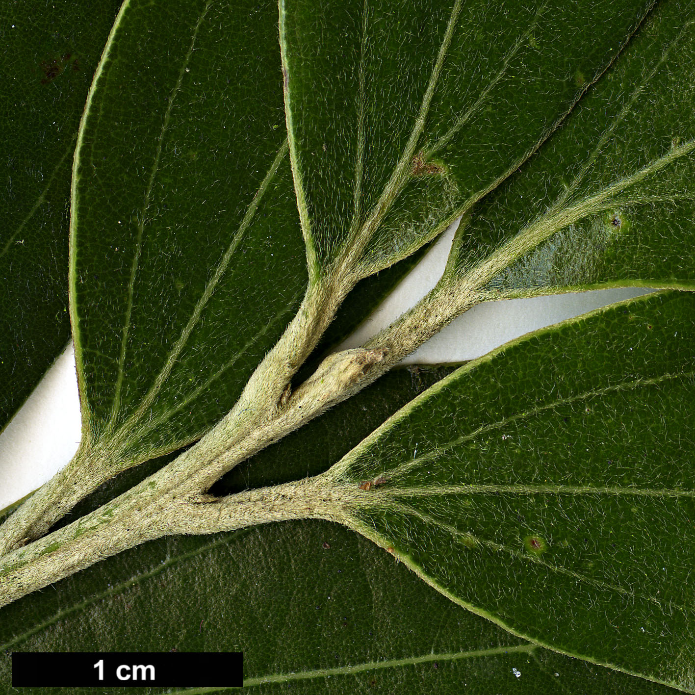 High resolution image: Family: Lauraceae - Genus: Cinnamomum - Taxon: daphnoides