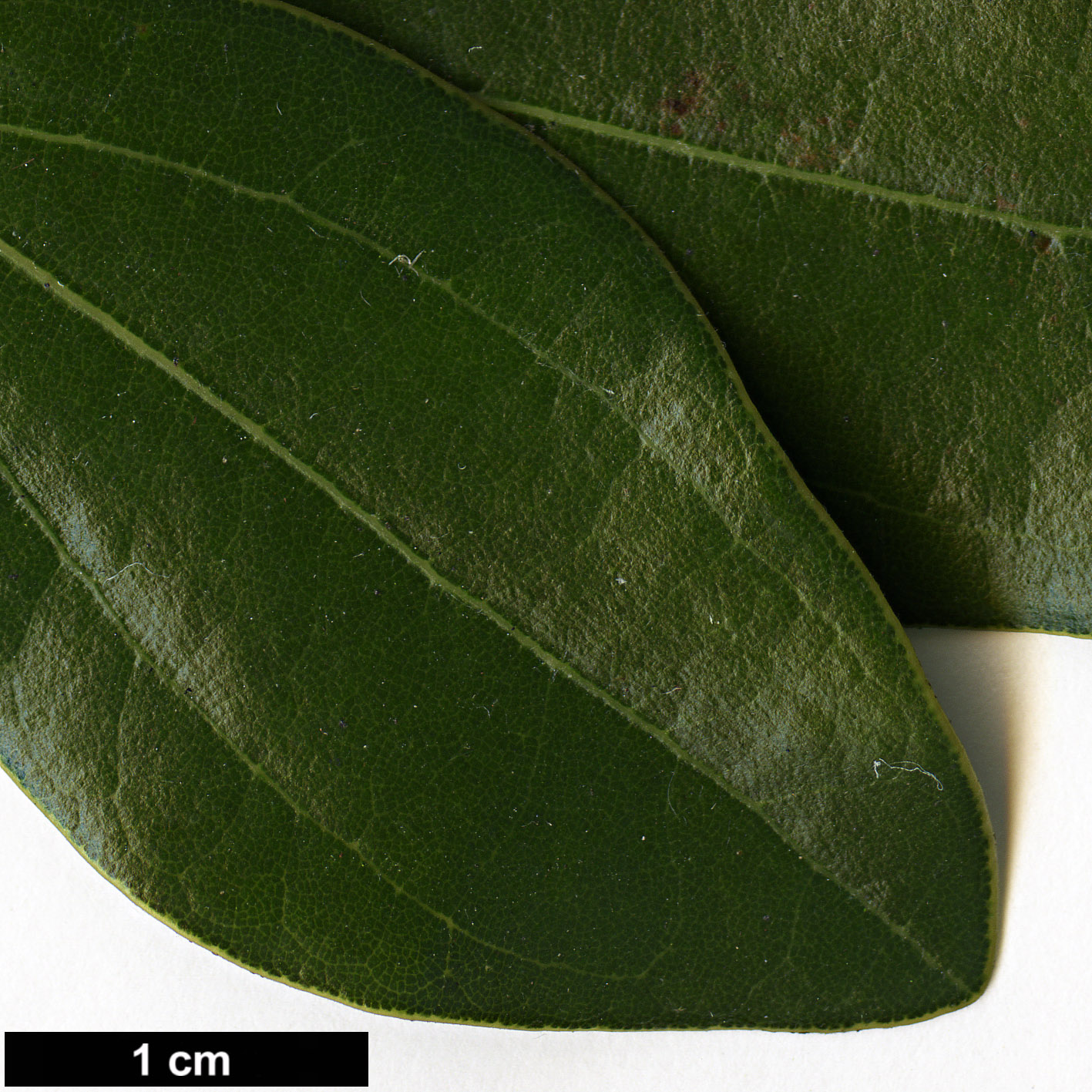 High resolution image: Family: Lauraceae - Genus: Cinnamomum - Taxon: daphnoides