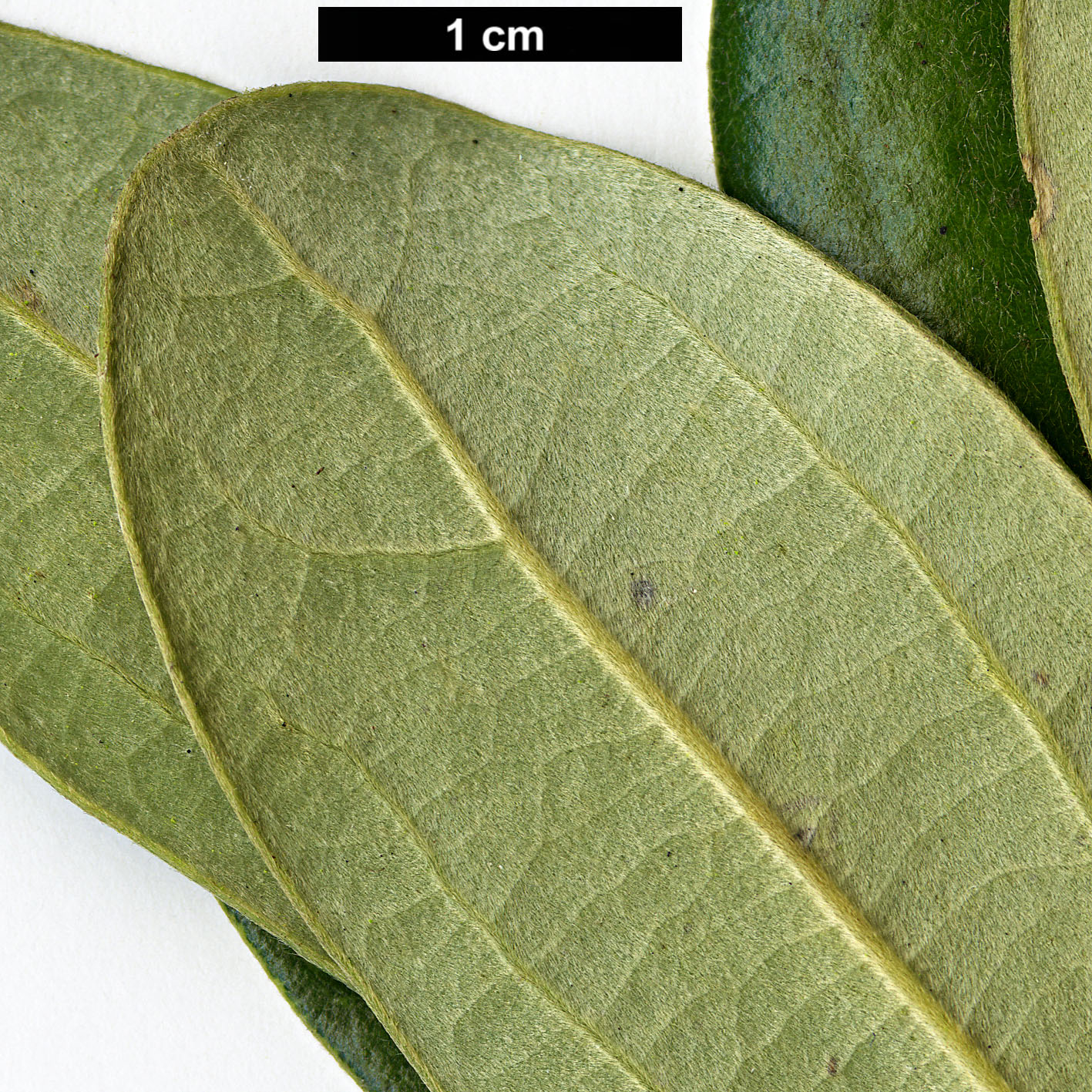 High resolution image: Family: Lauraceae - Genus: Cinnamomum - Taxon: daphnoides