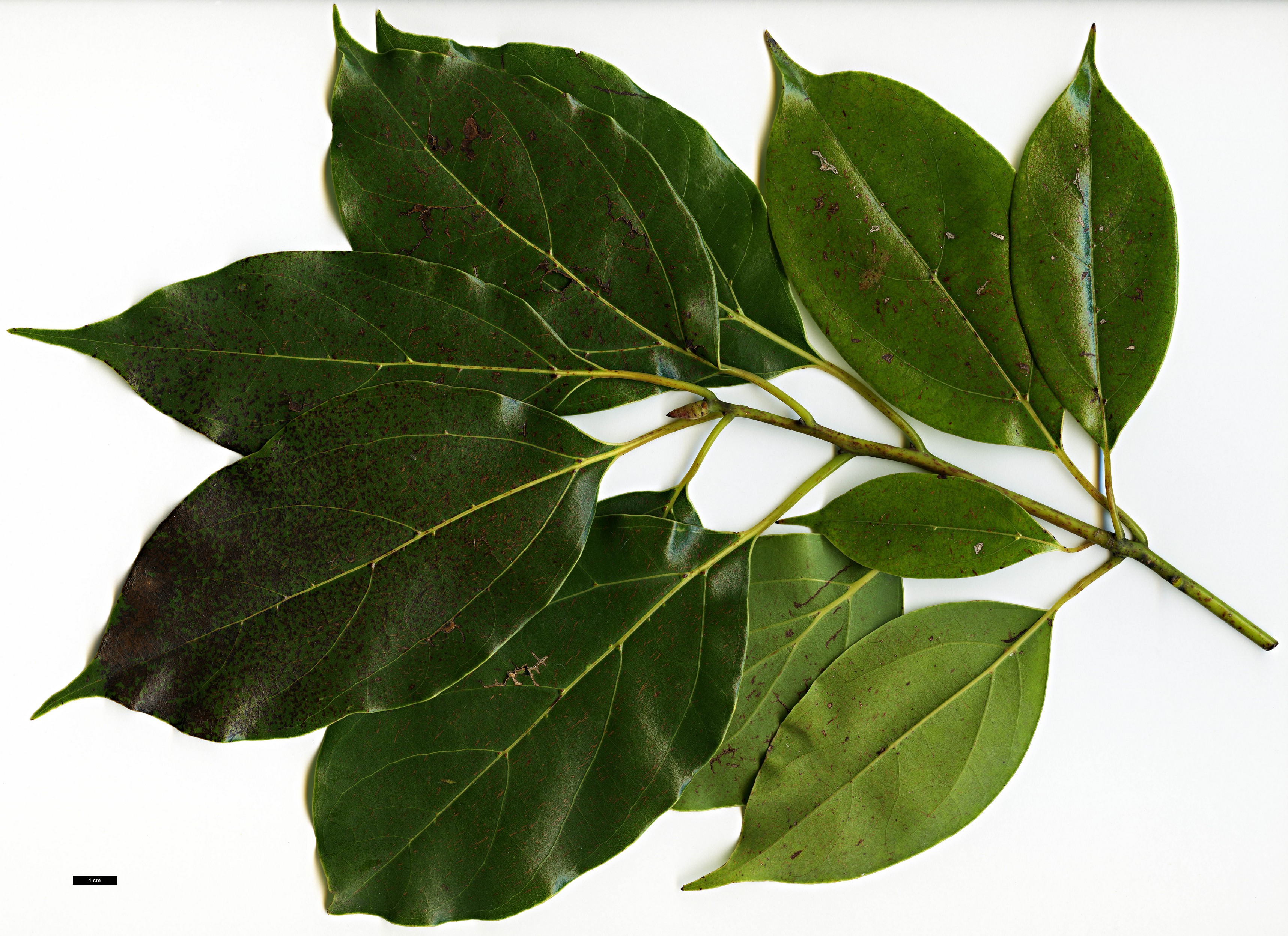 High resolution image: Family: Lauraceae - Genus: Cinnamomum - Taxon: glanduliferum