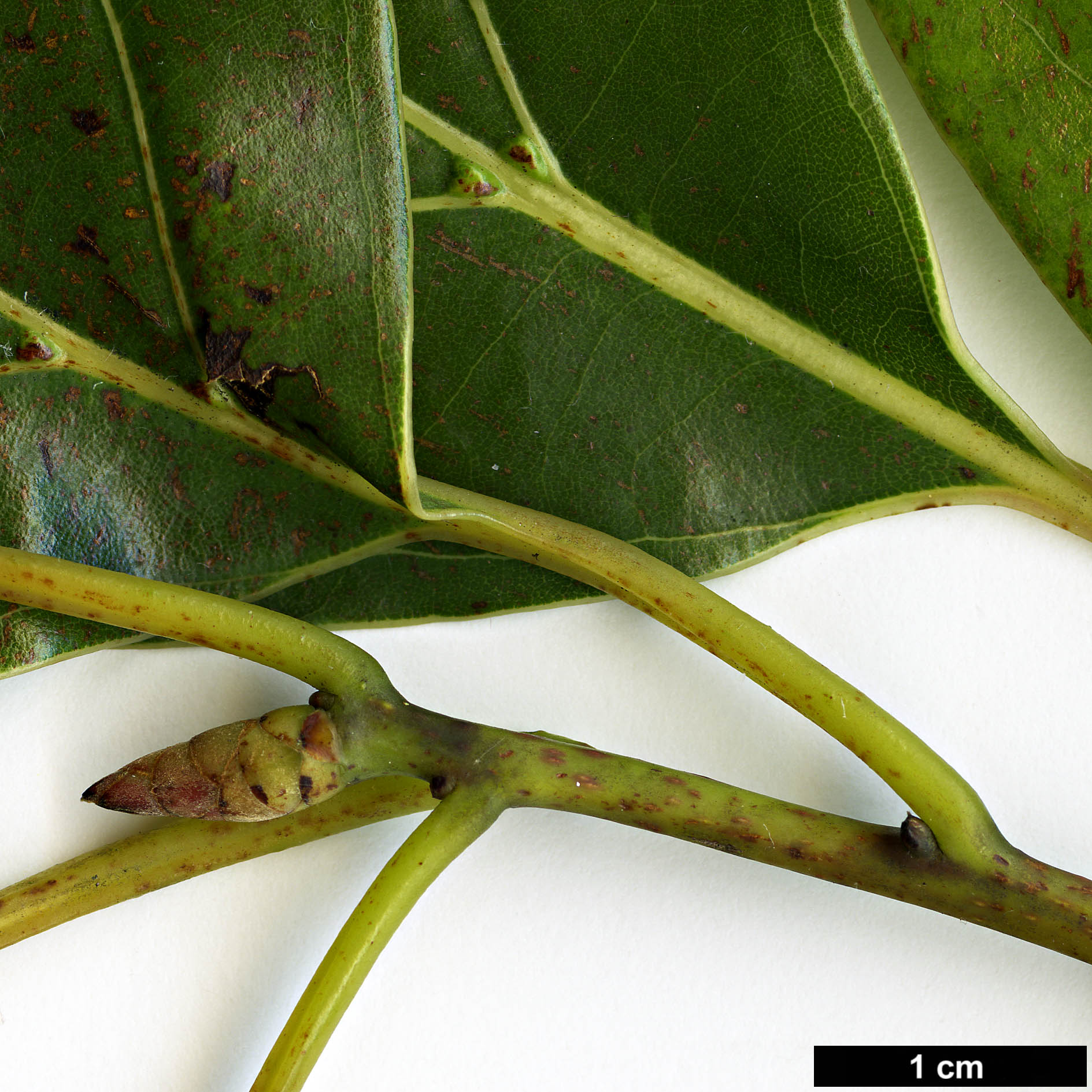 High resolution image: Family: Lauraceae - Genus: Cinnamomum - Taxon: glanduliferum